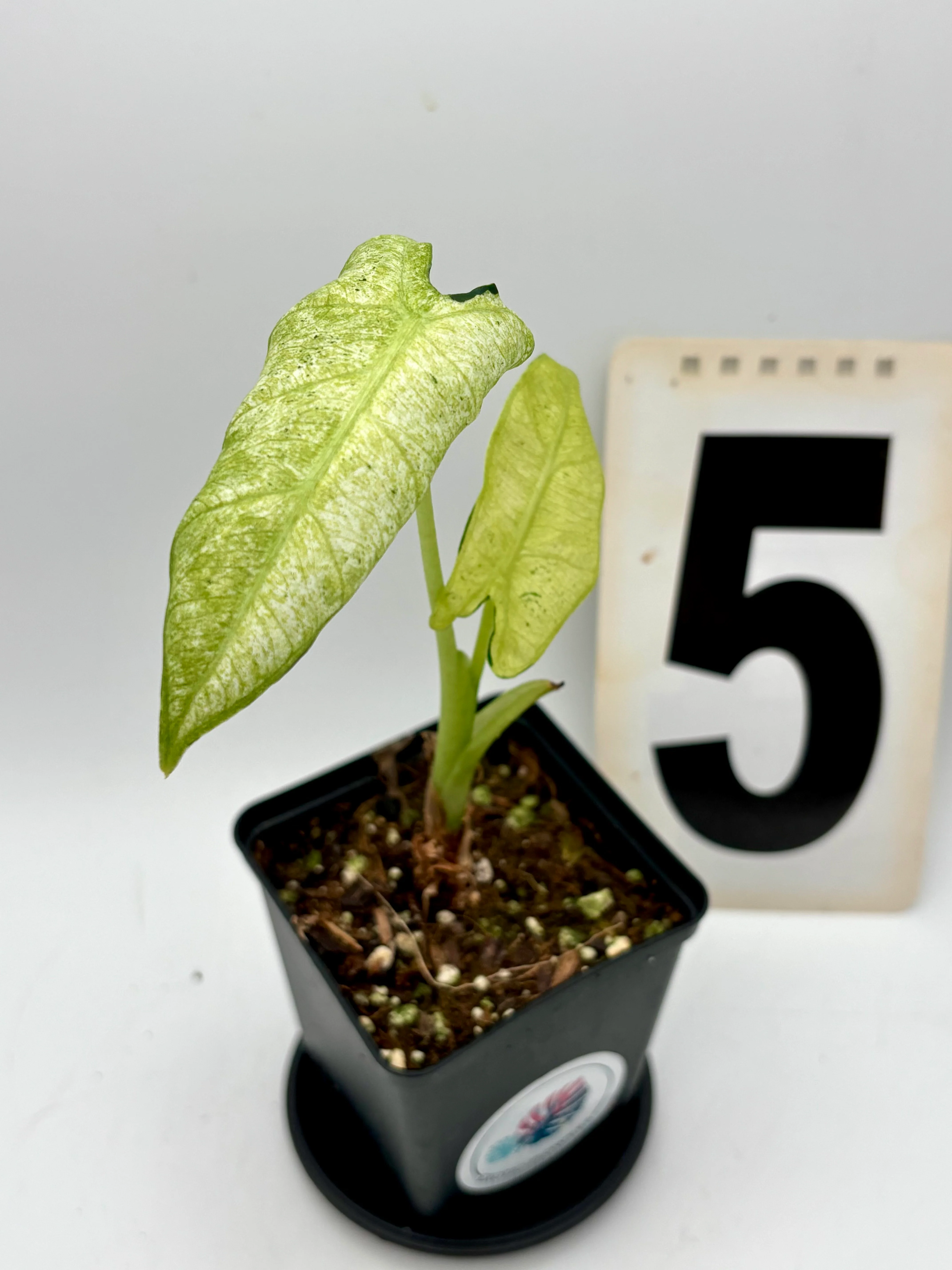 Alocasia Frydek Mint - Image 3