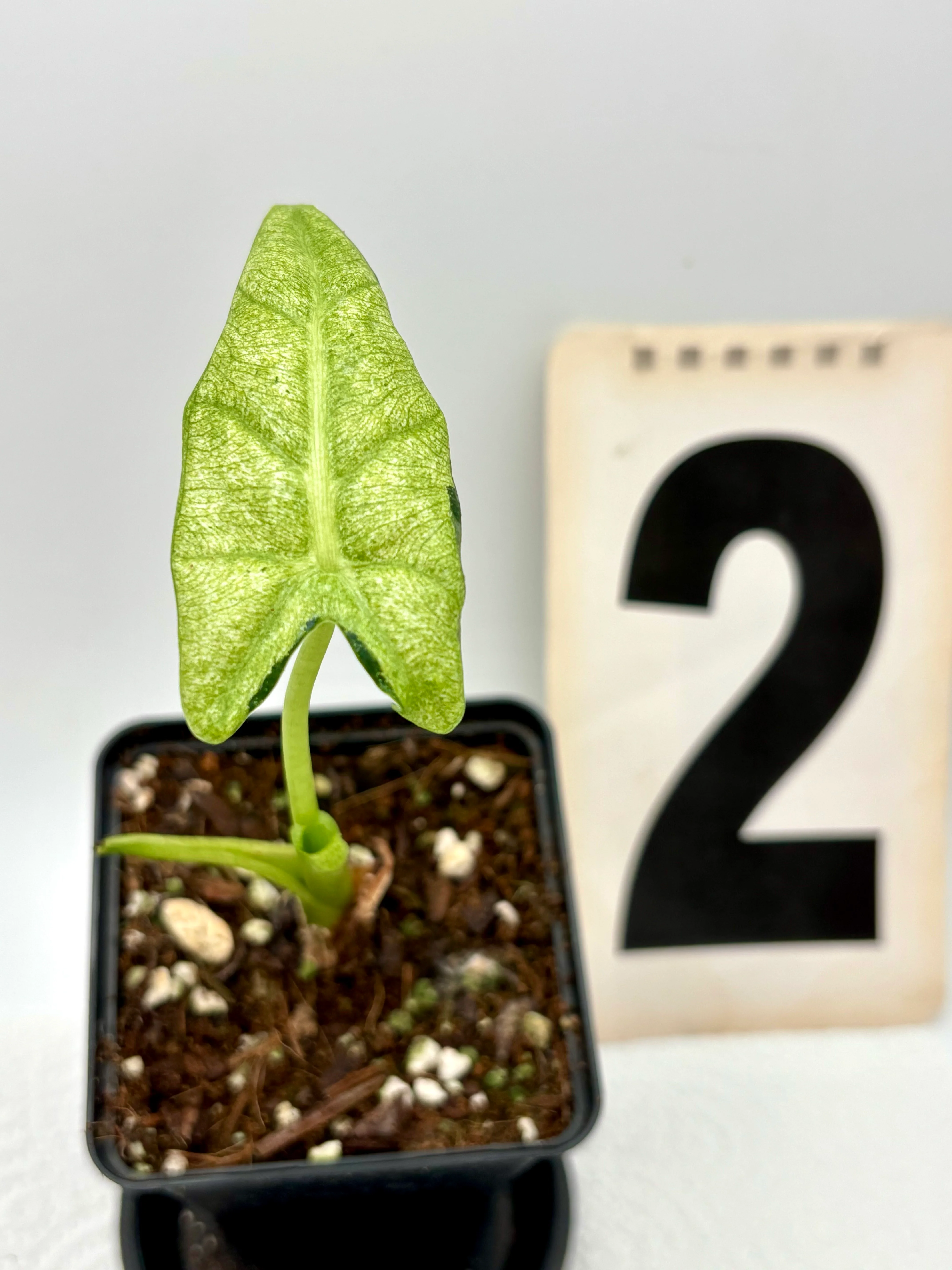 Alocasia Frydek Mint - Image 4