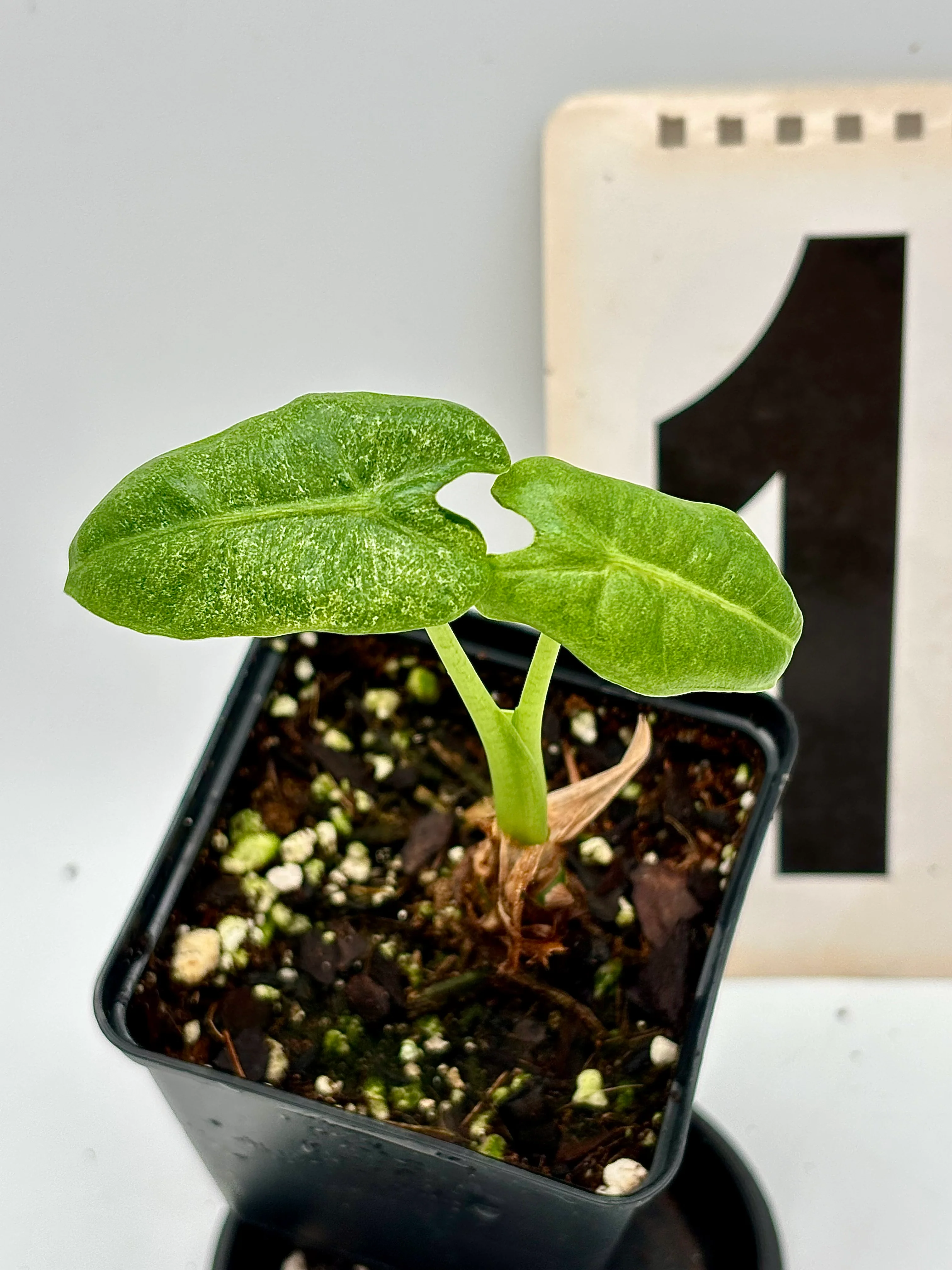 Alocasia Frydek Mint - Image 5