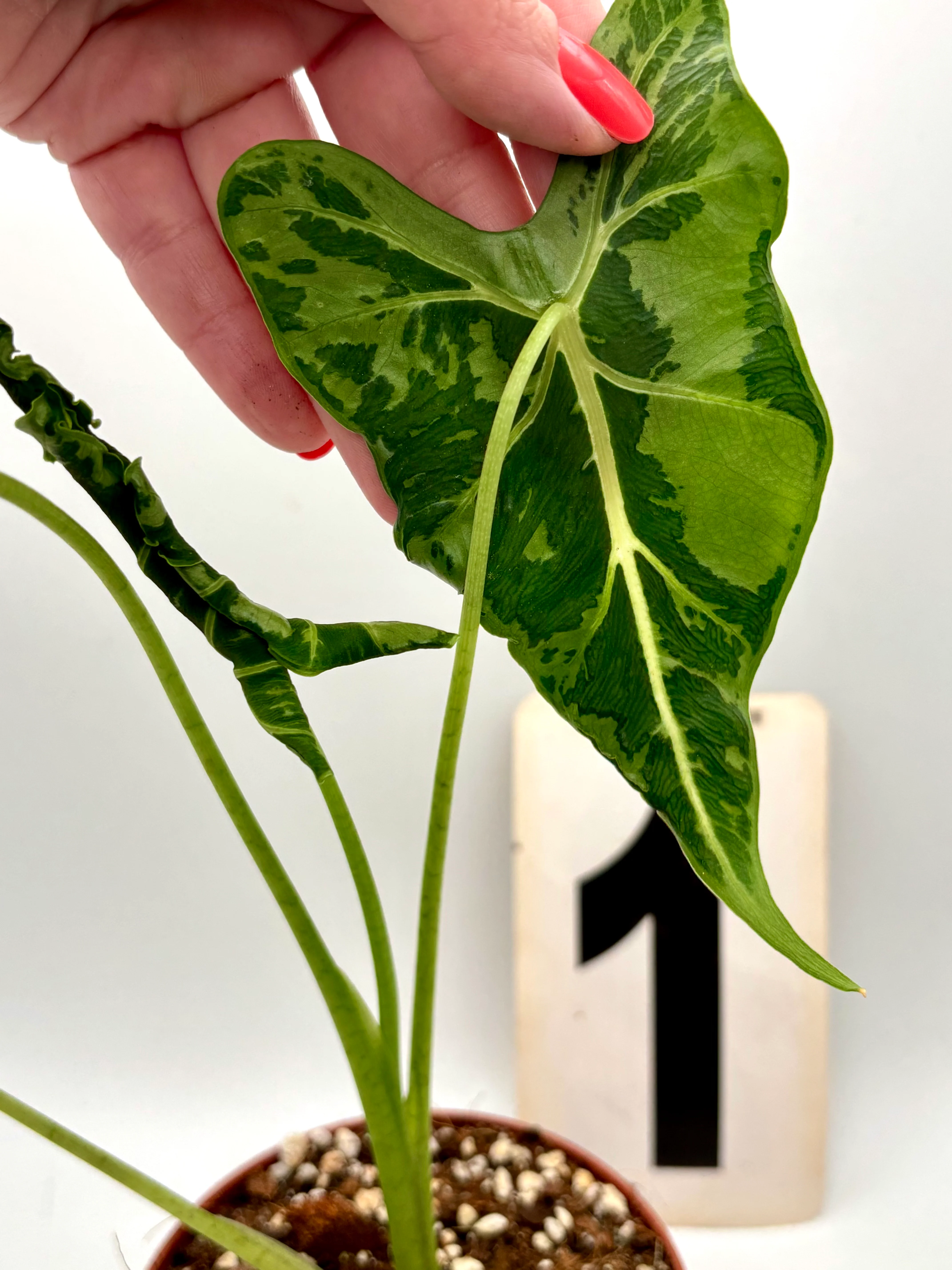 Alocasia Frydek Tattoo / Emerald Tide - Image 3