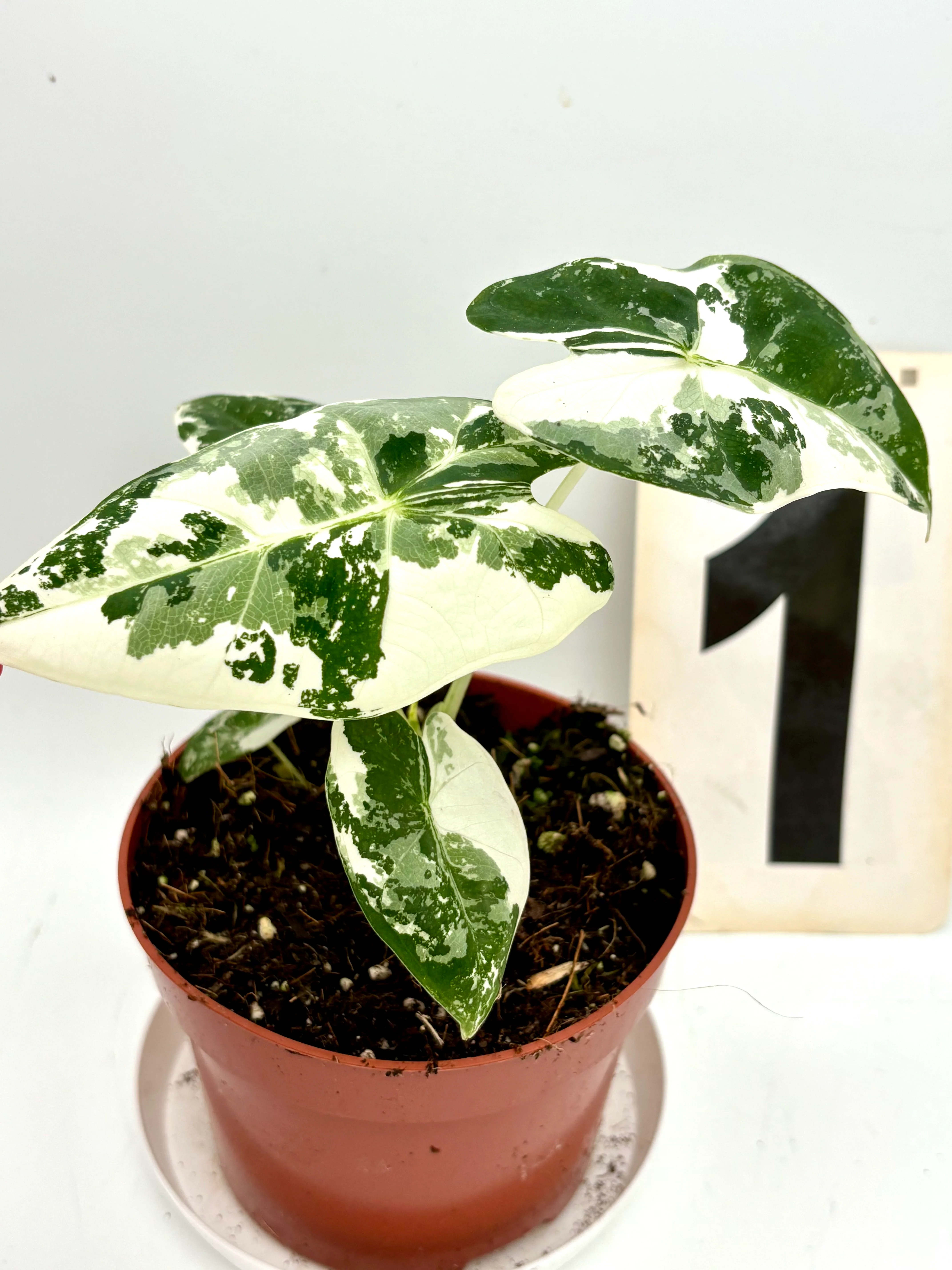 Alocasia Frydek Variegata