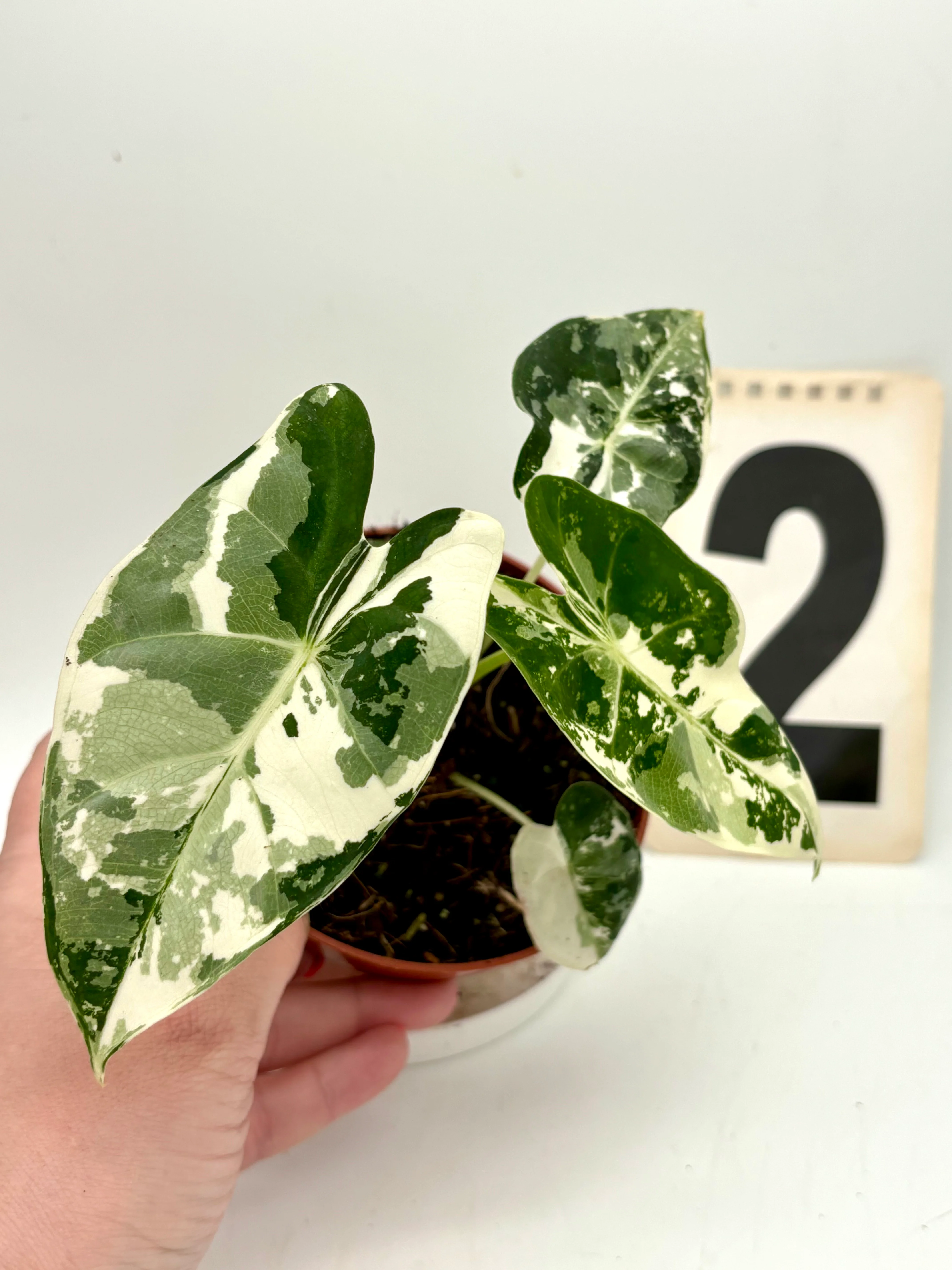 Alocasia Frydek Variegata - Image 2