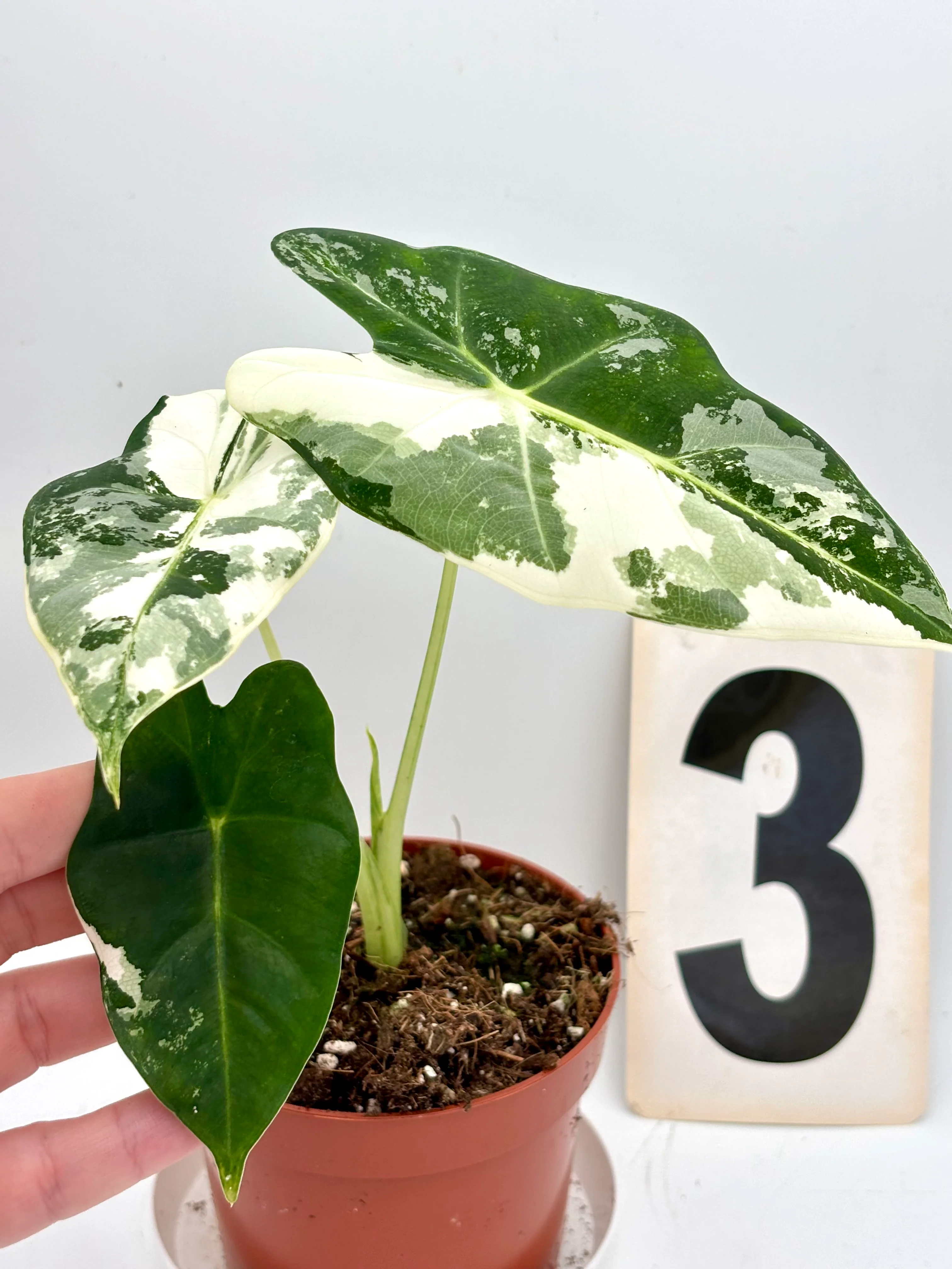 Alocasia Frydek Variegata - Image 3