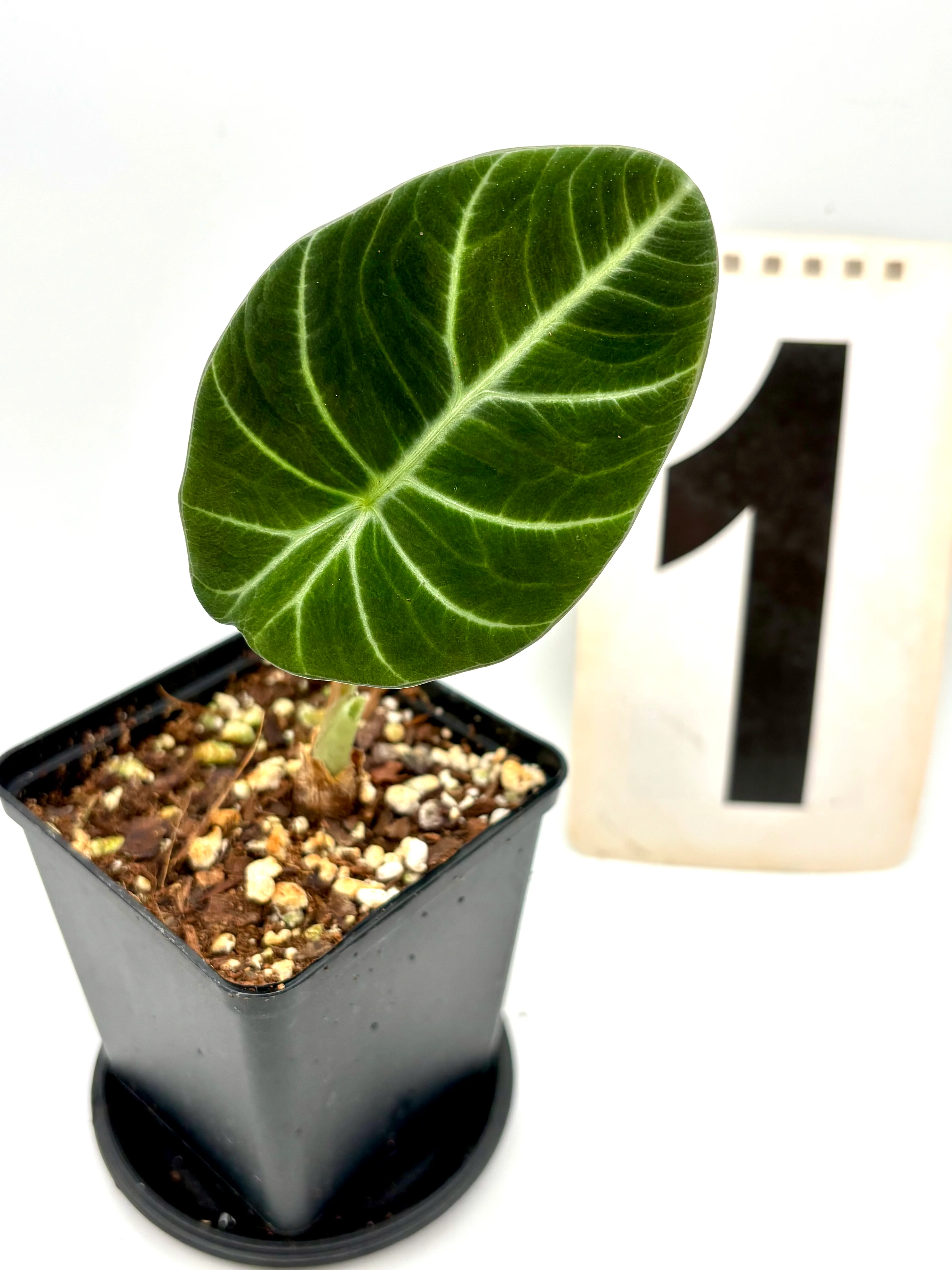 Alocasia Green Velvet