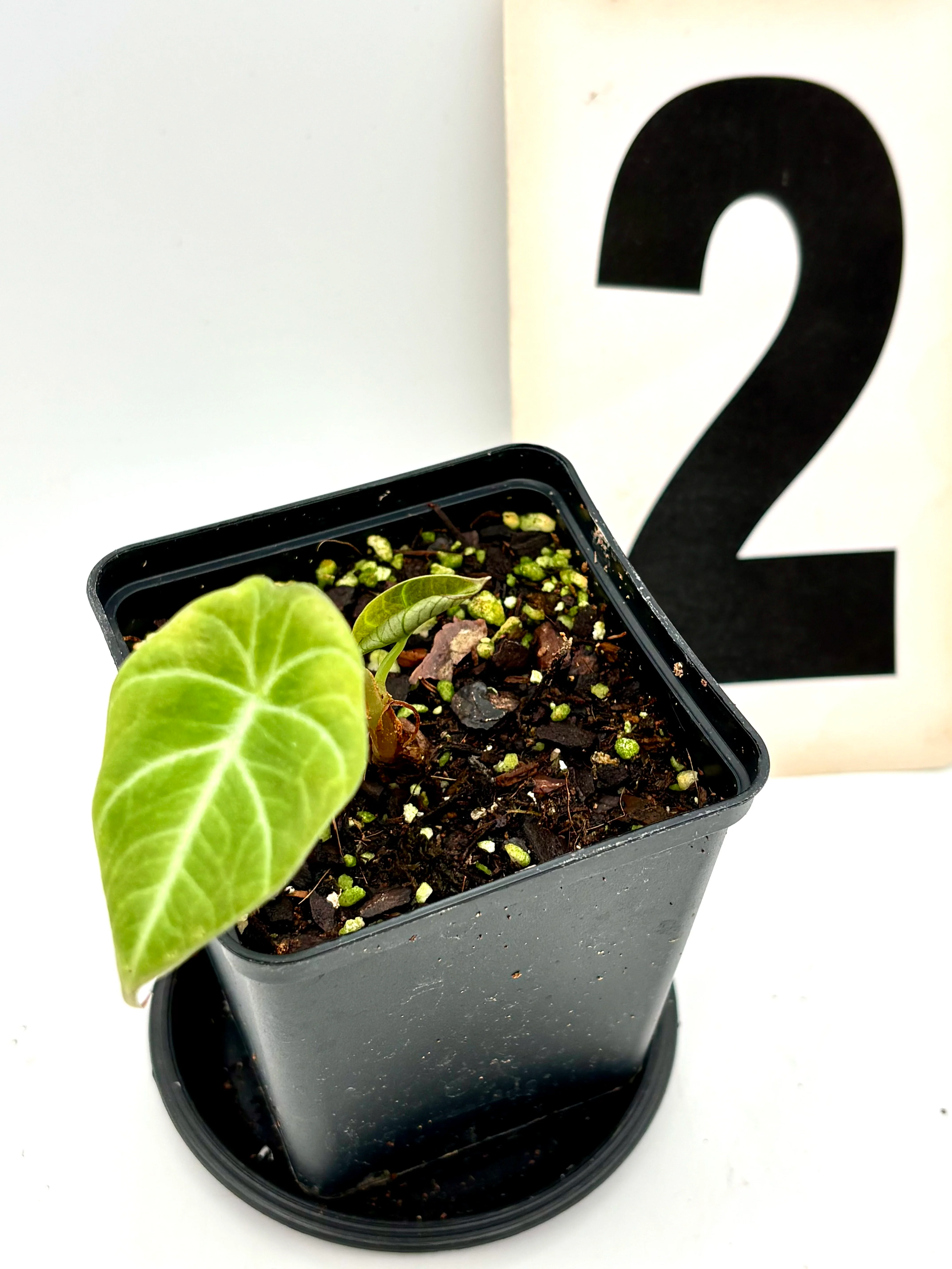 Alocasia Green Velvet - Image 2