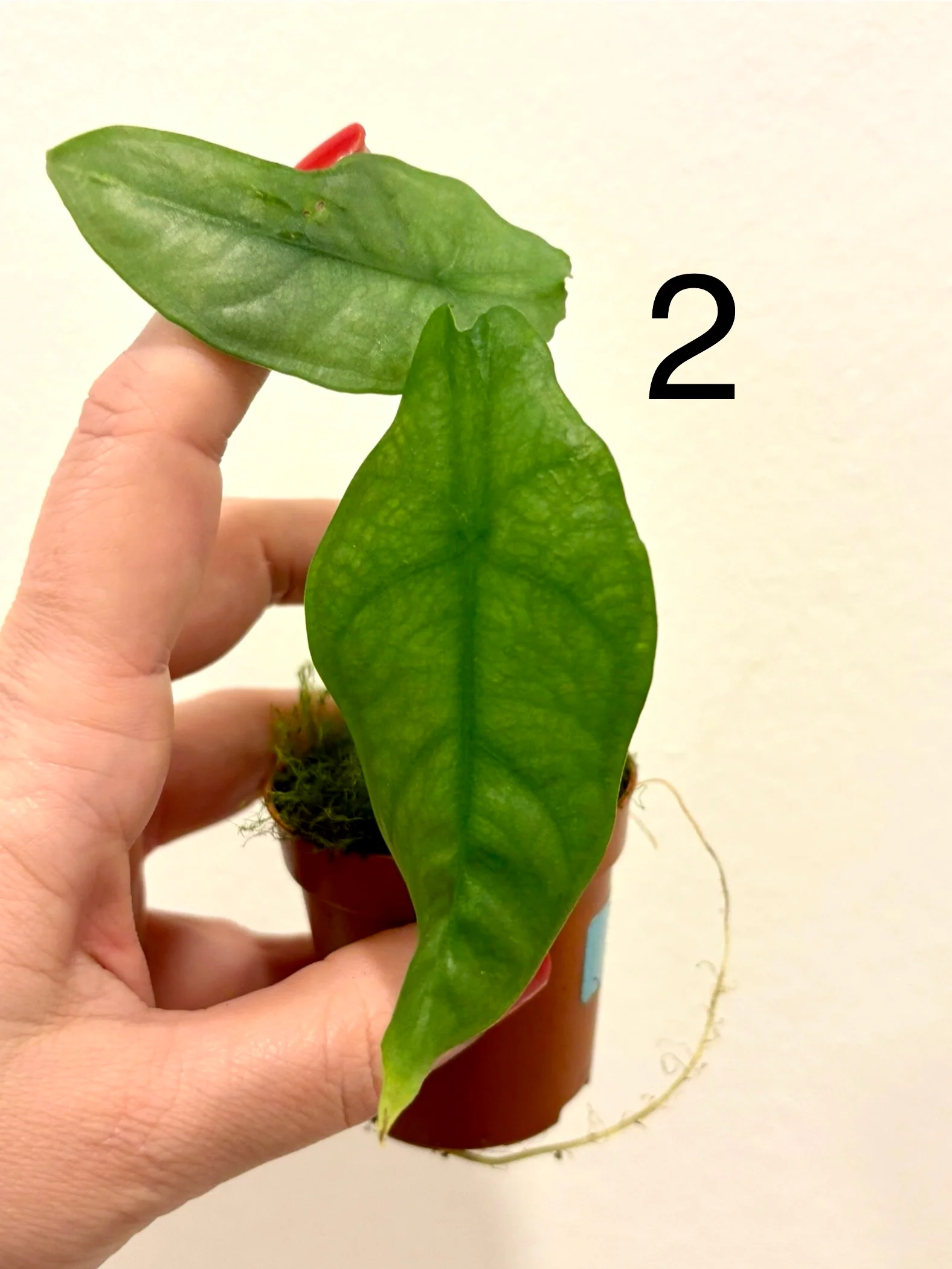 Alocasia Heterophylla Silver - Image 3