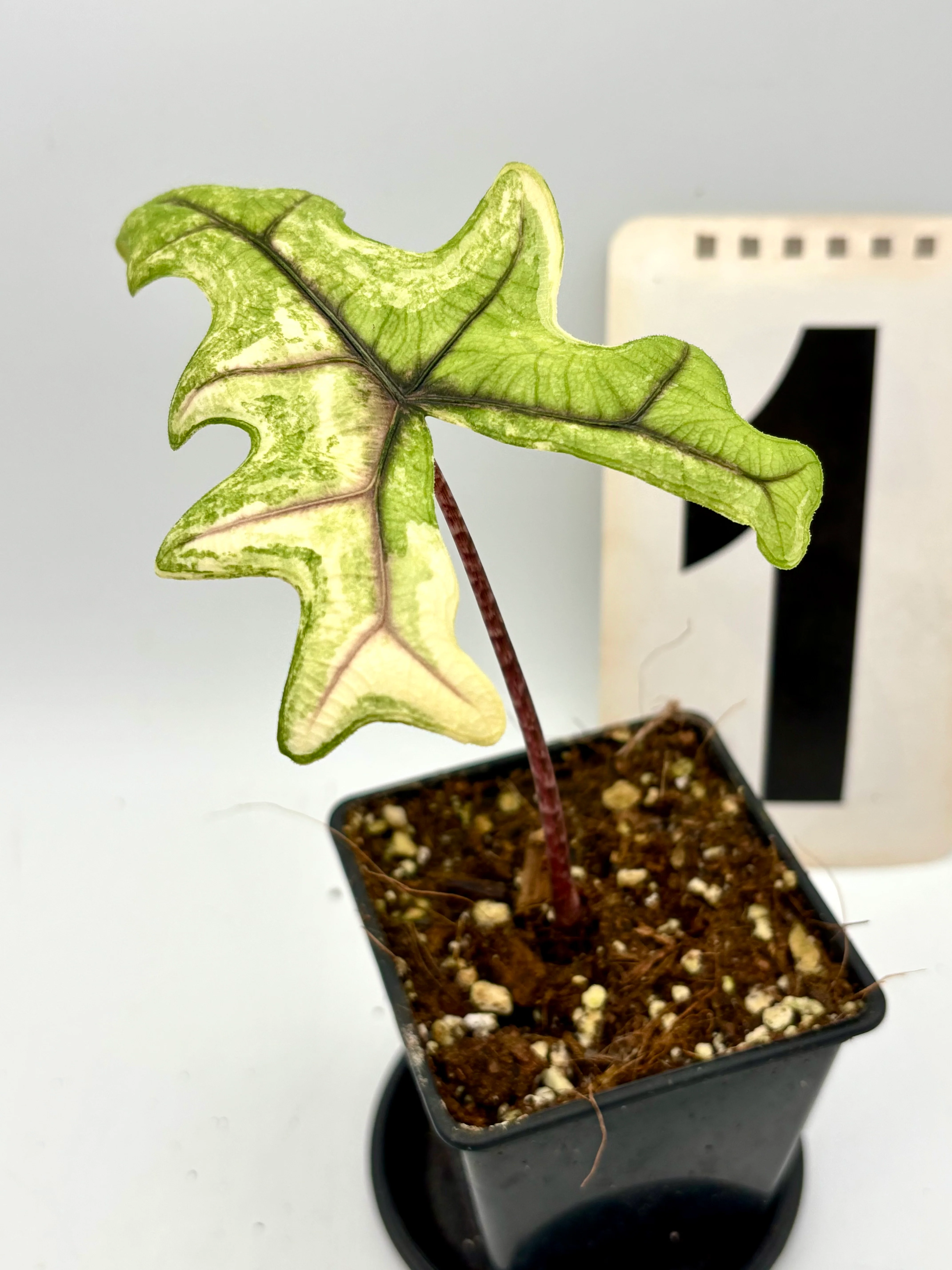 Alocasia Jacklyn Variegata