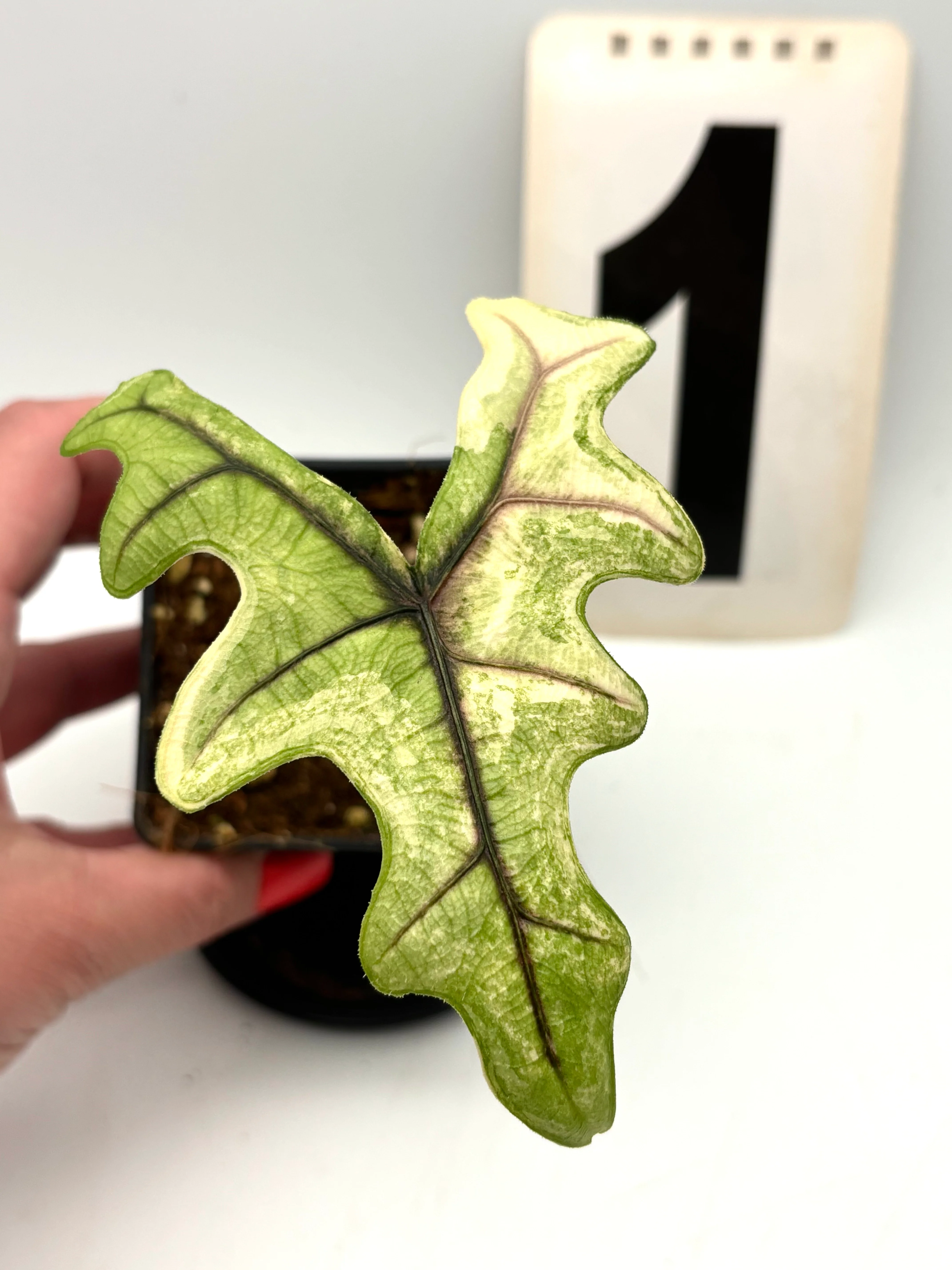 Alocasia Jacklyn Variegata - Image 2
