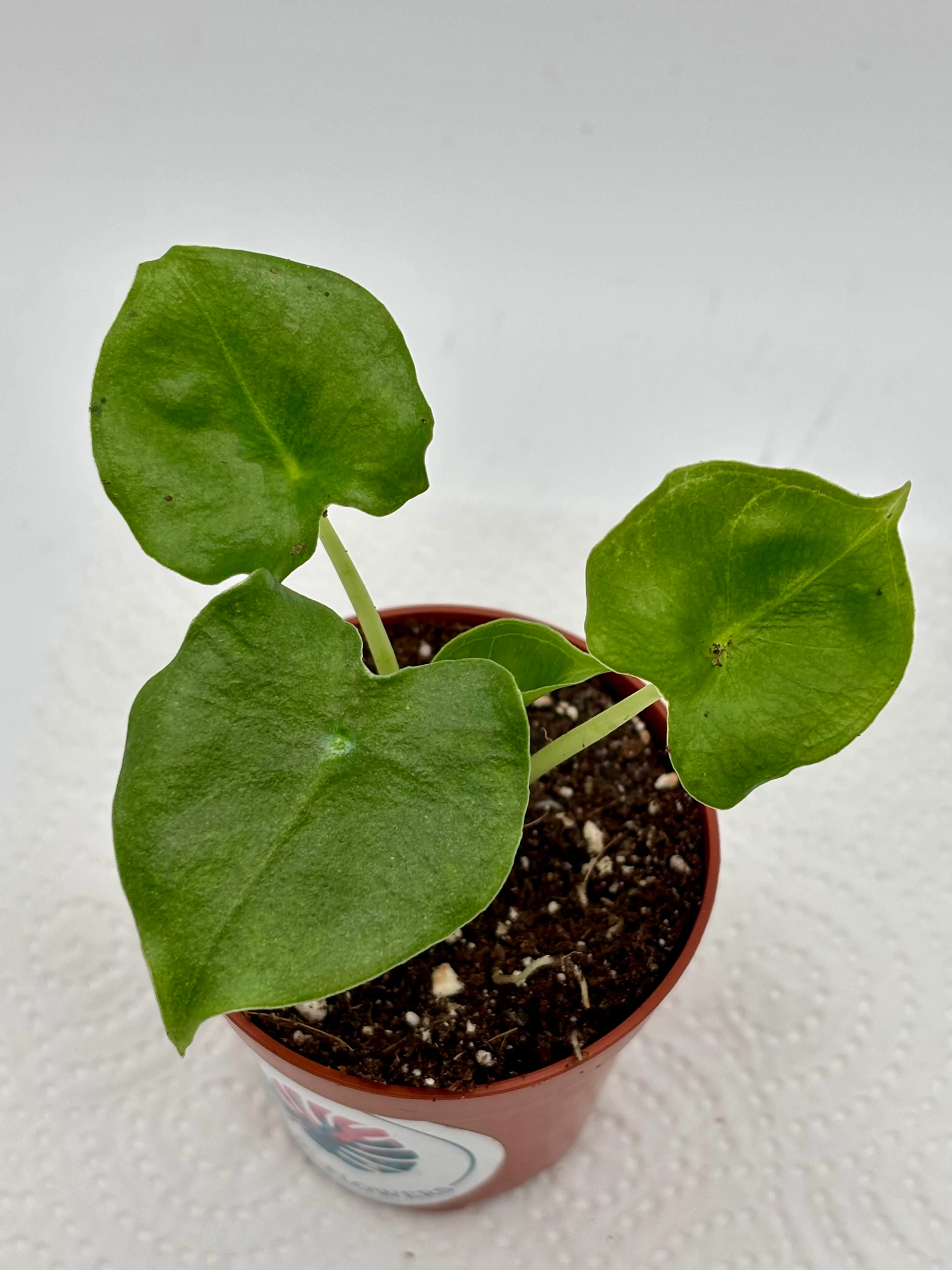 Alocasia London Eye
