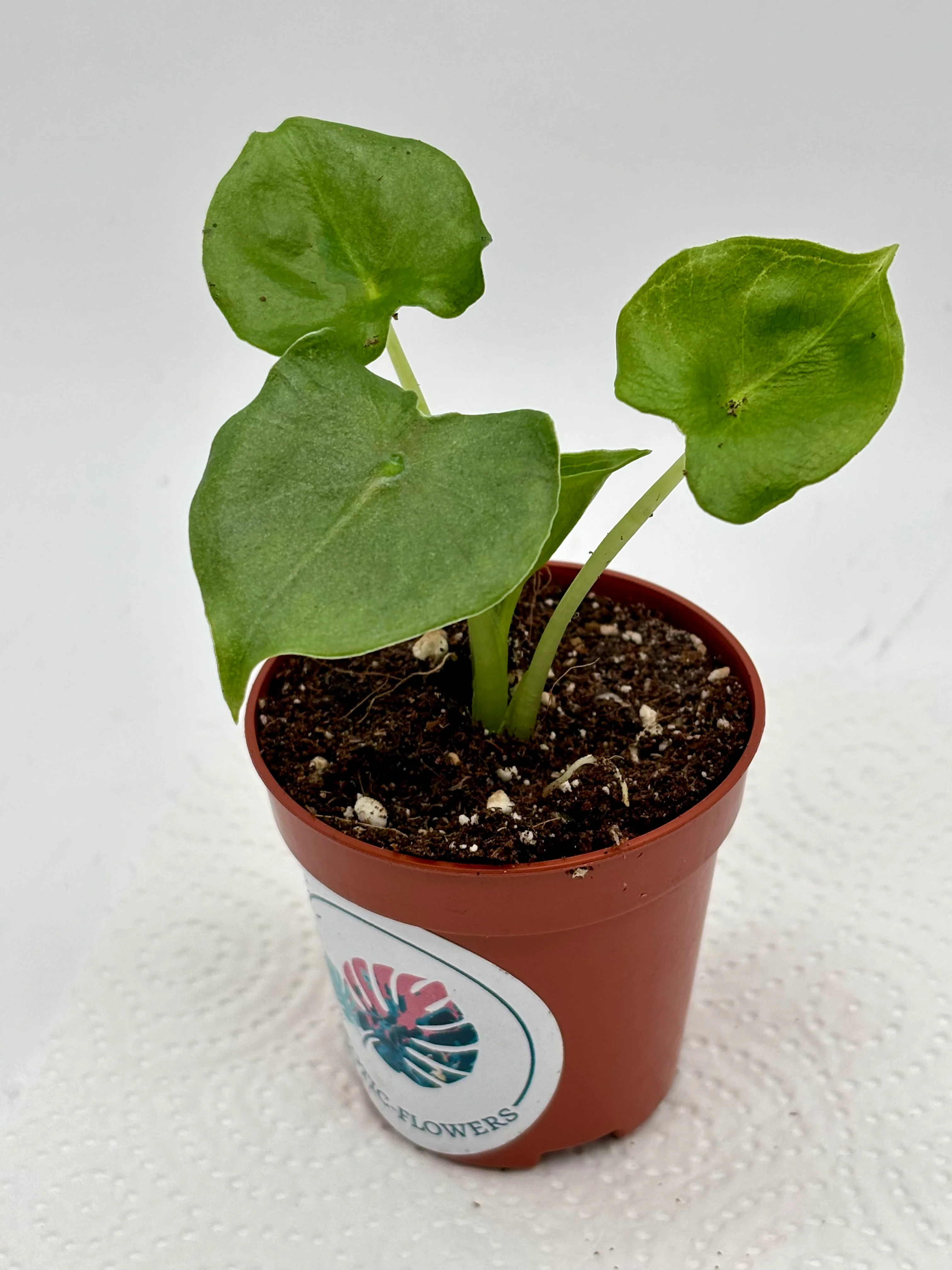 Alocasia London Eye - Image 2