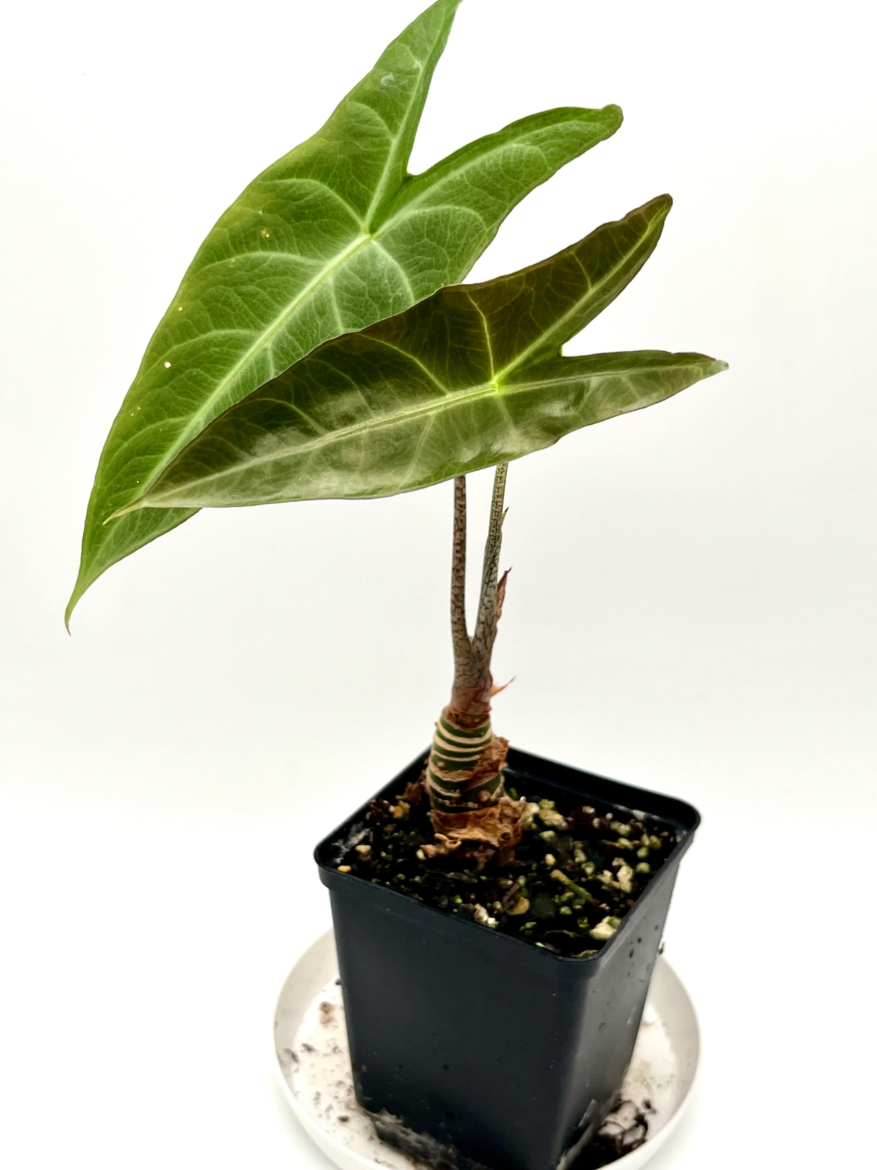 Alocasia Longiloba NOID - Image 2