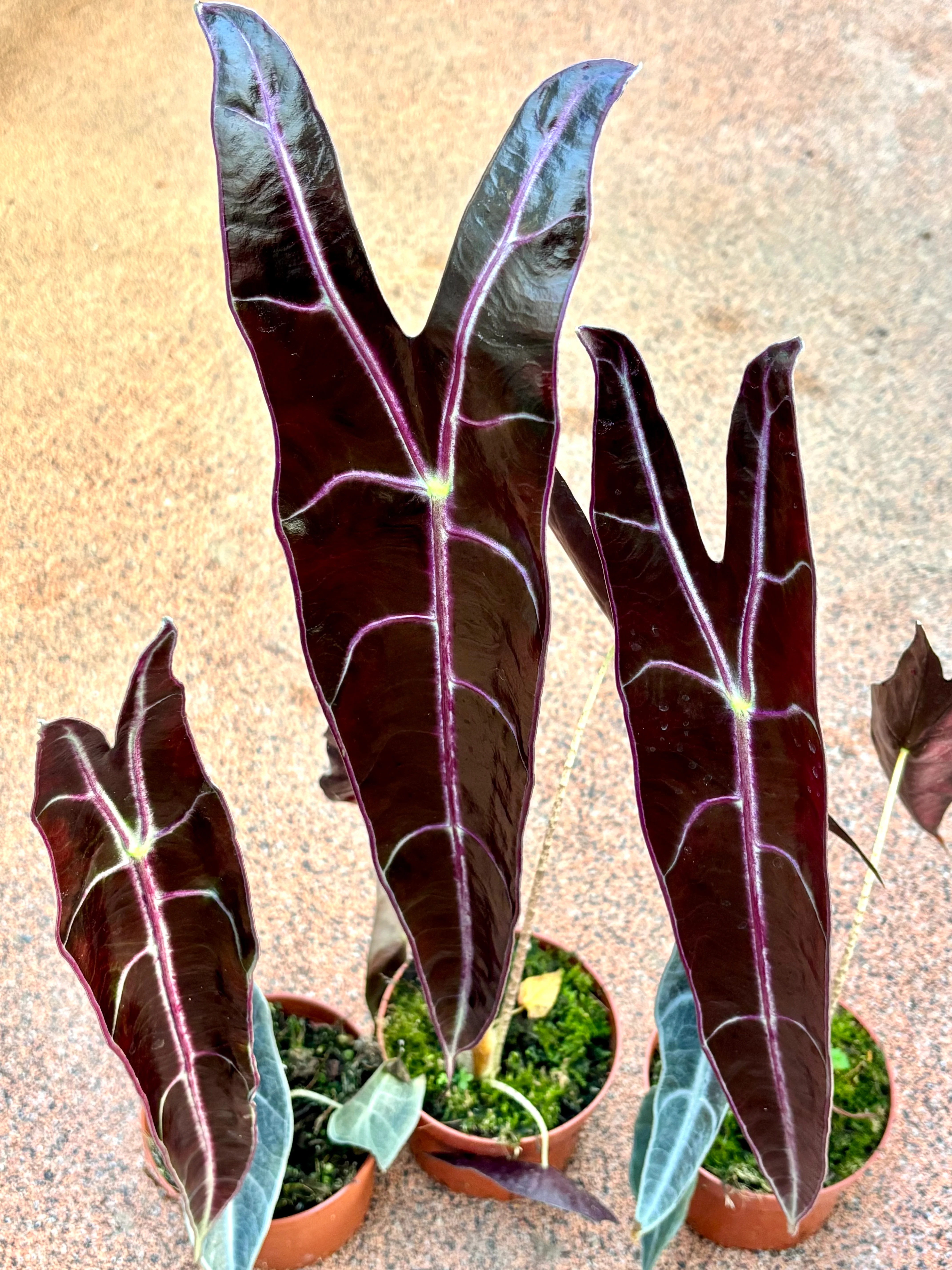 Alocasia Longiloba Purple - Image 3