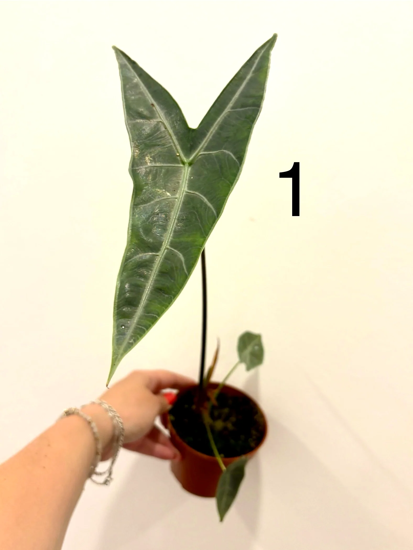 Alocasia Longiloba Silver