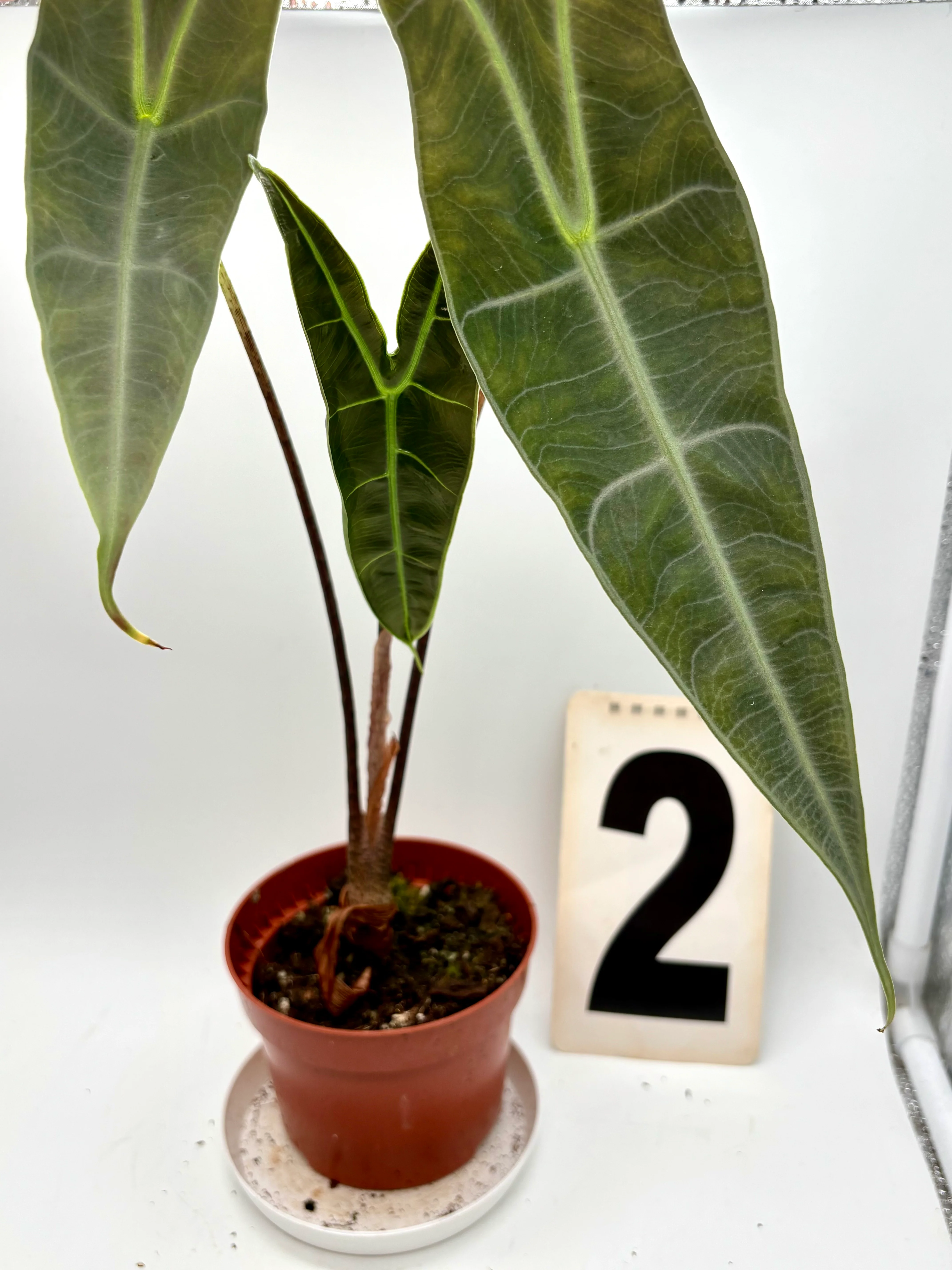 Alocasia Longiloba Silver - Image 2