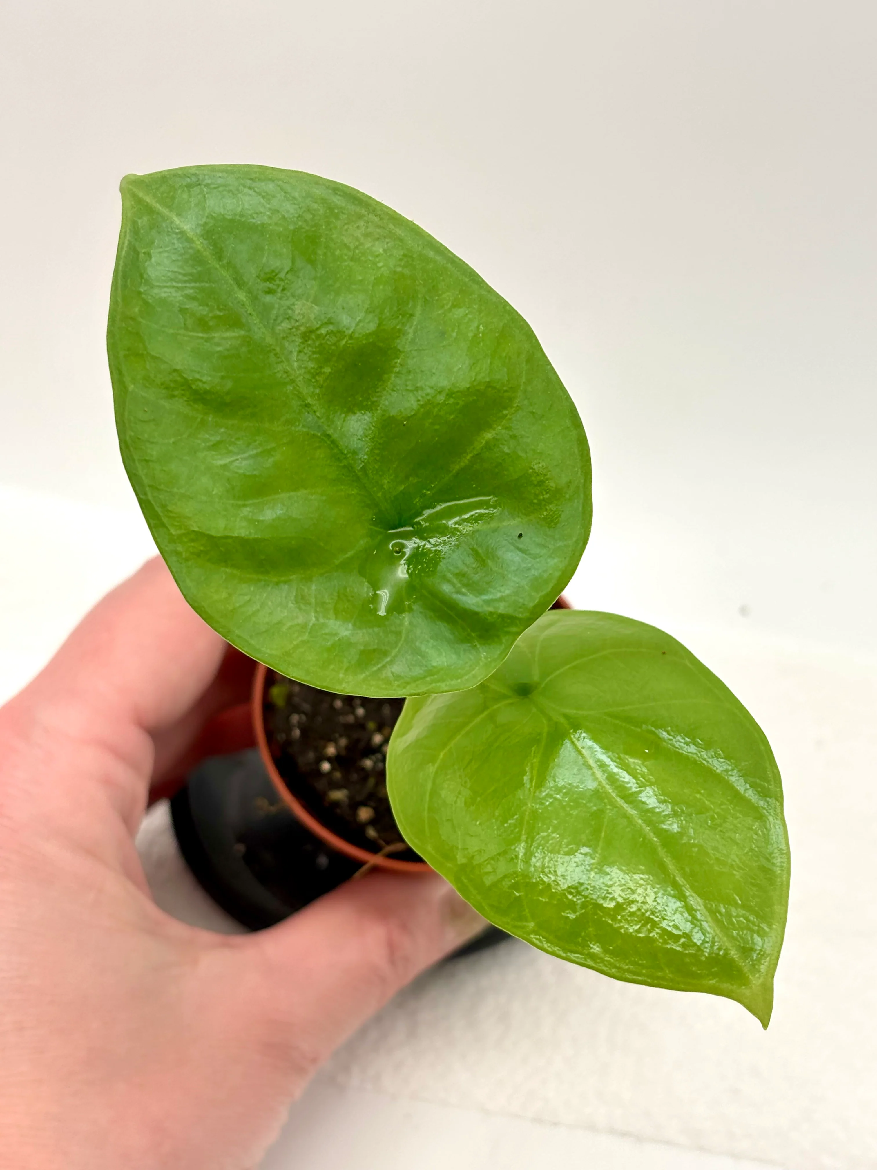 Alocasia Lukiwan