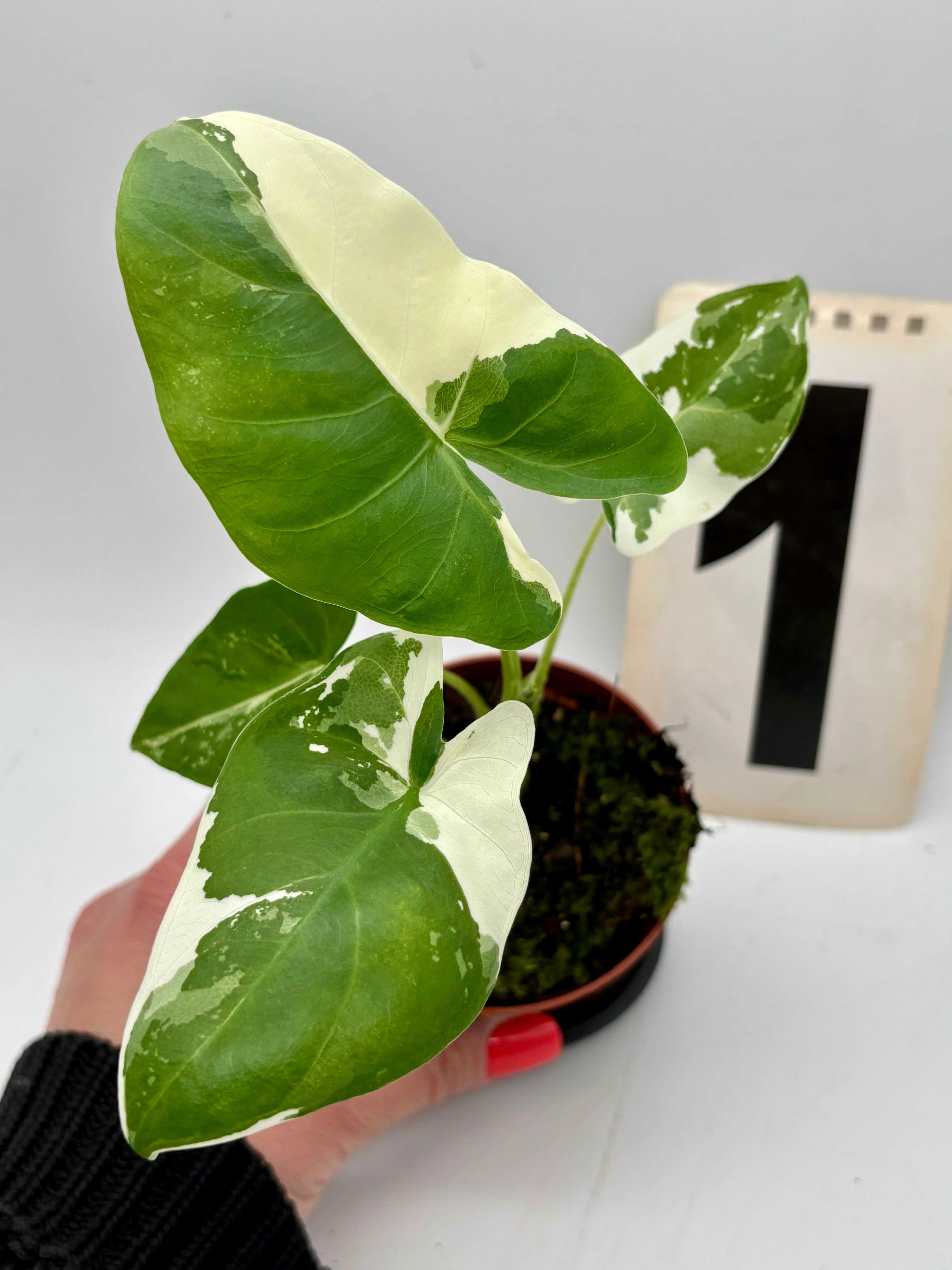 Alocasia Macrorrhiza Albo Variegata