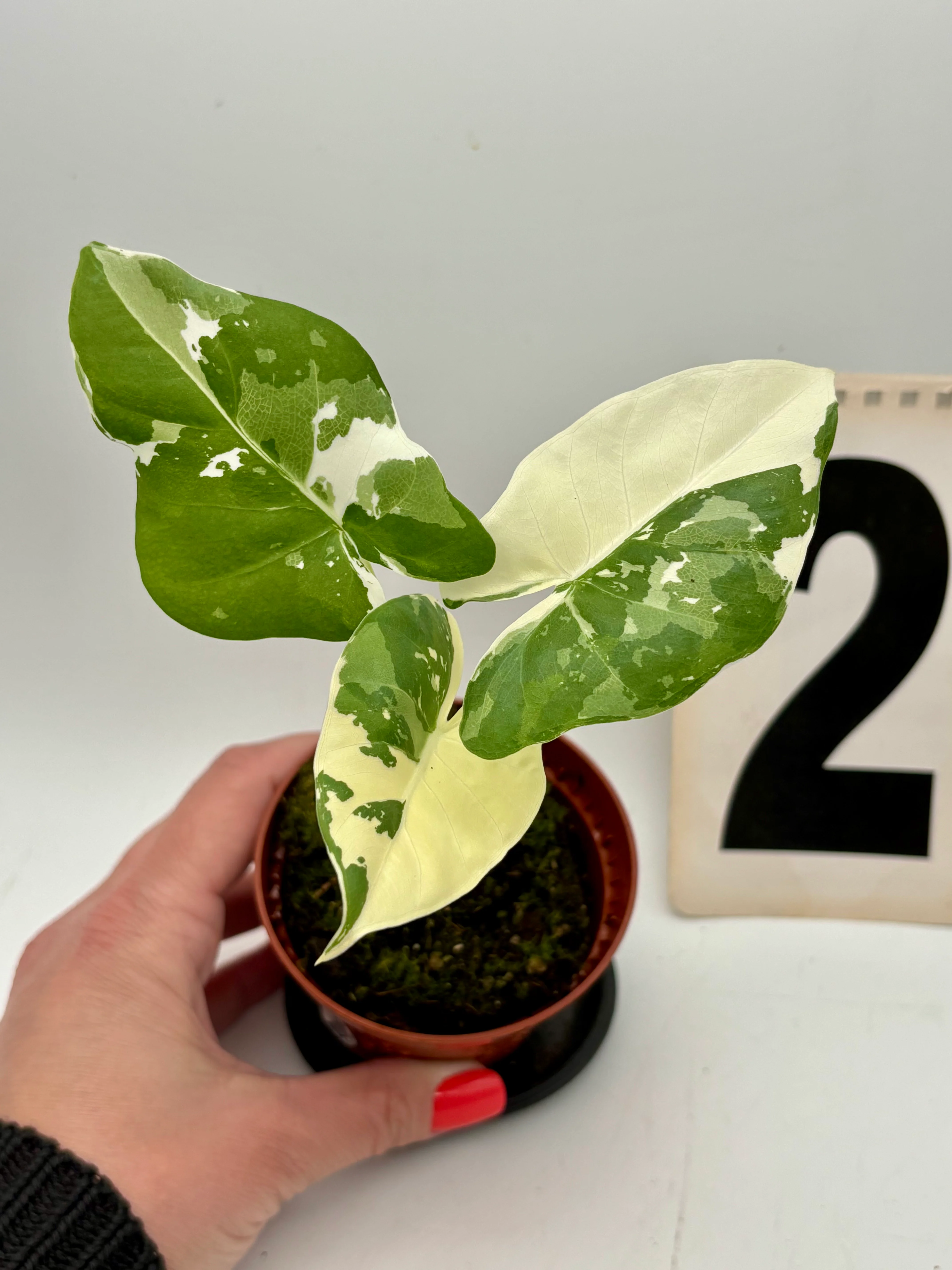 Alocasia Macrorrhiza Albo Variegata - Image 2
