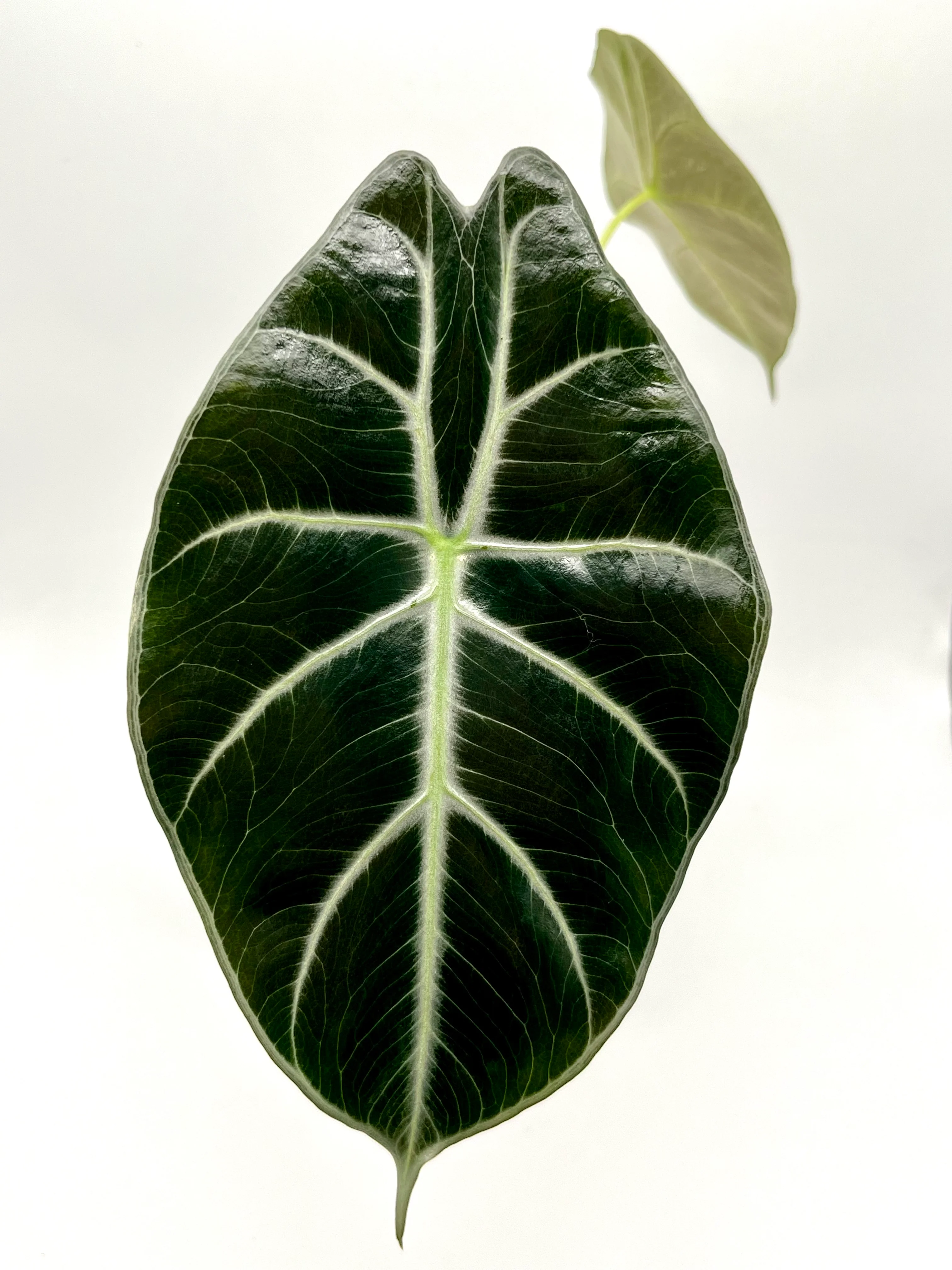 Alocasia Mark Campbell