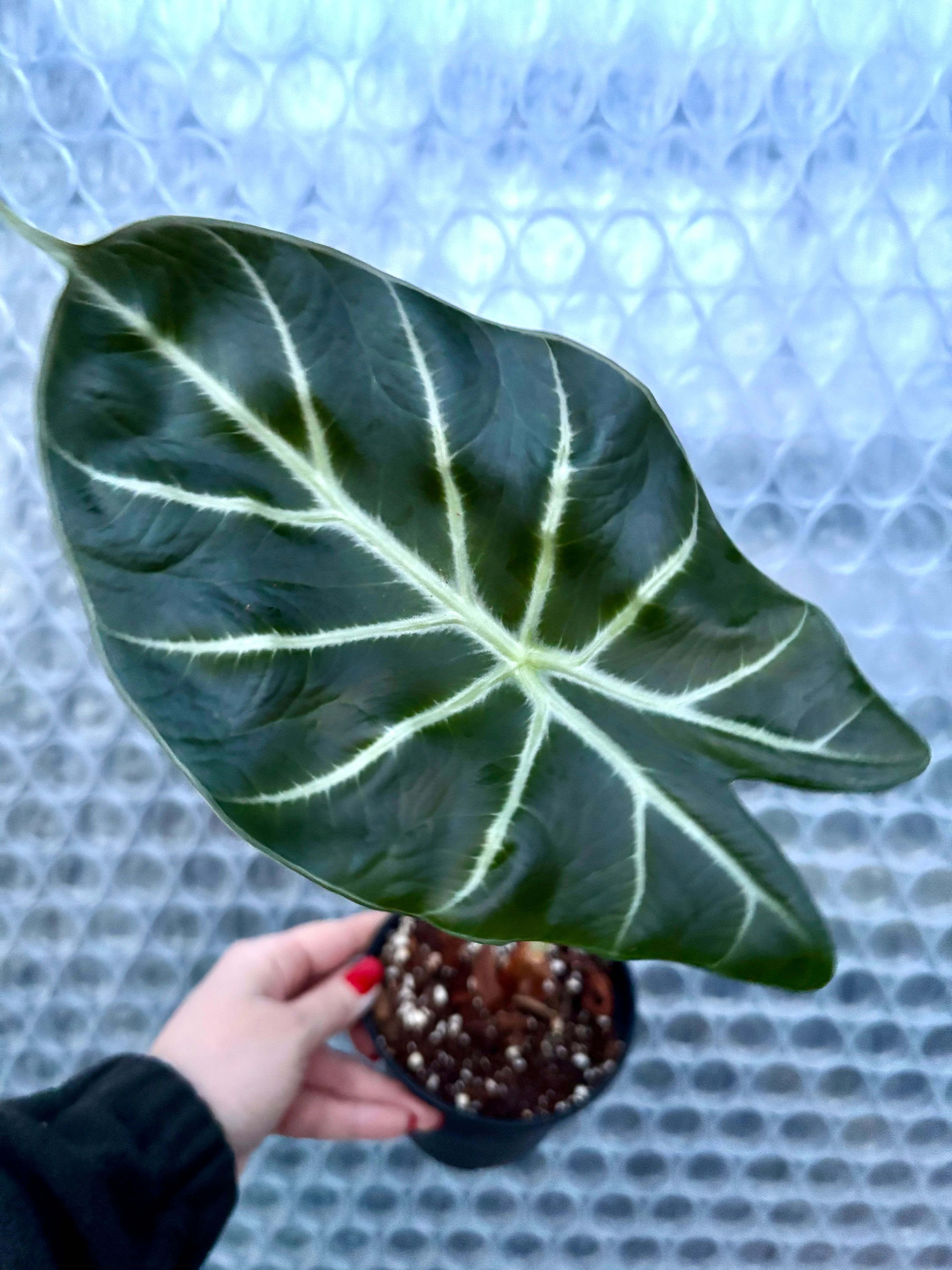 Alocasia Mark Campbell - Image 2