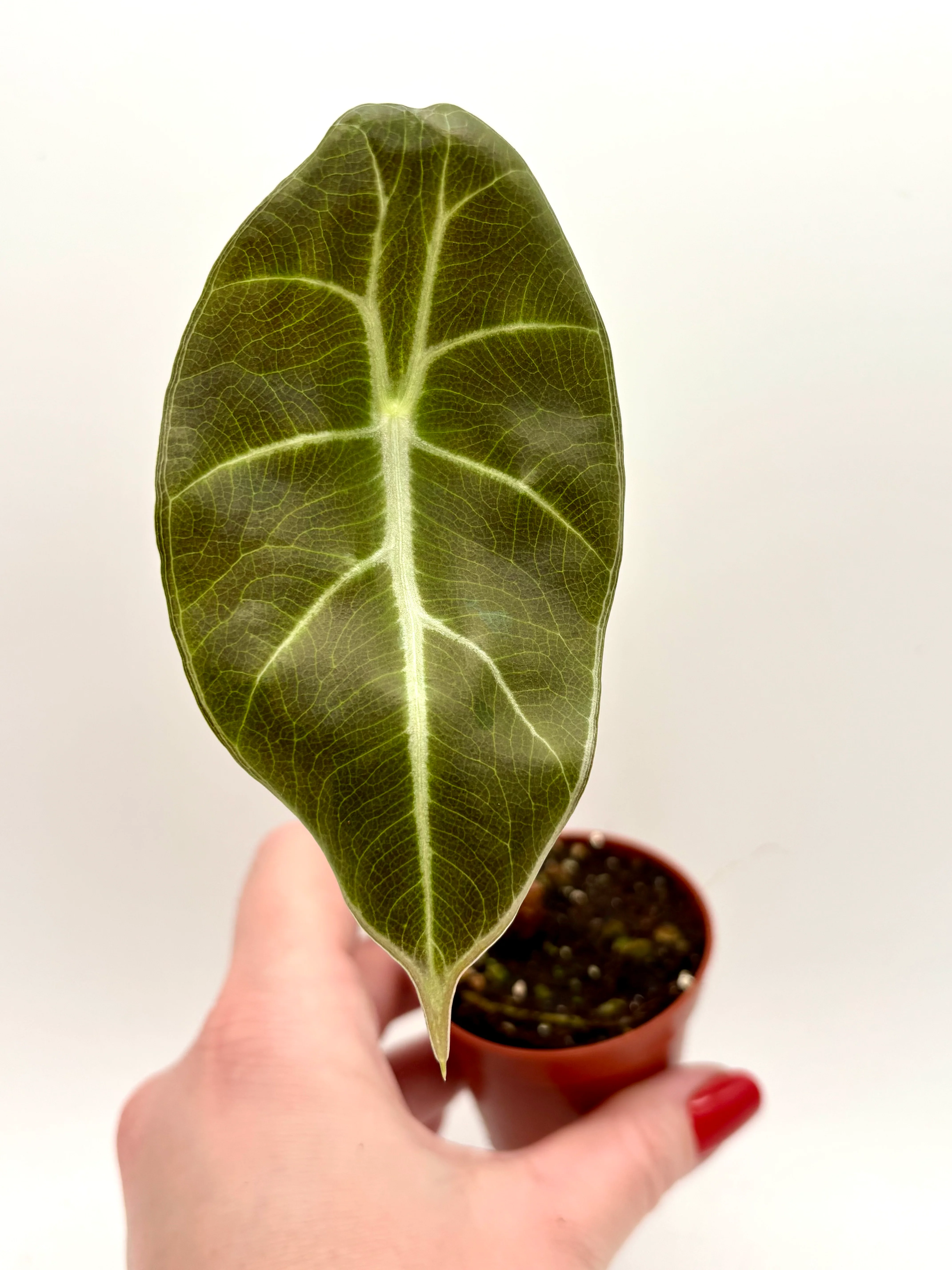 Alocasia Mark Campbell (klein)