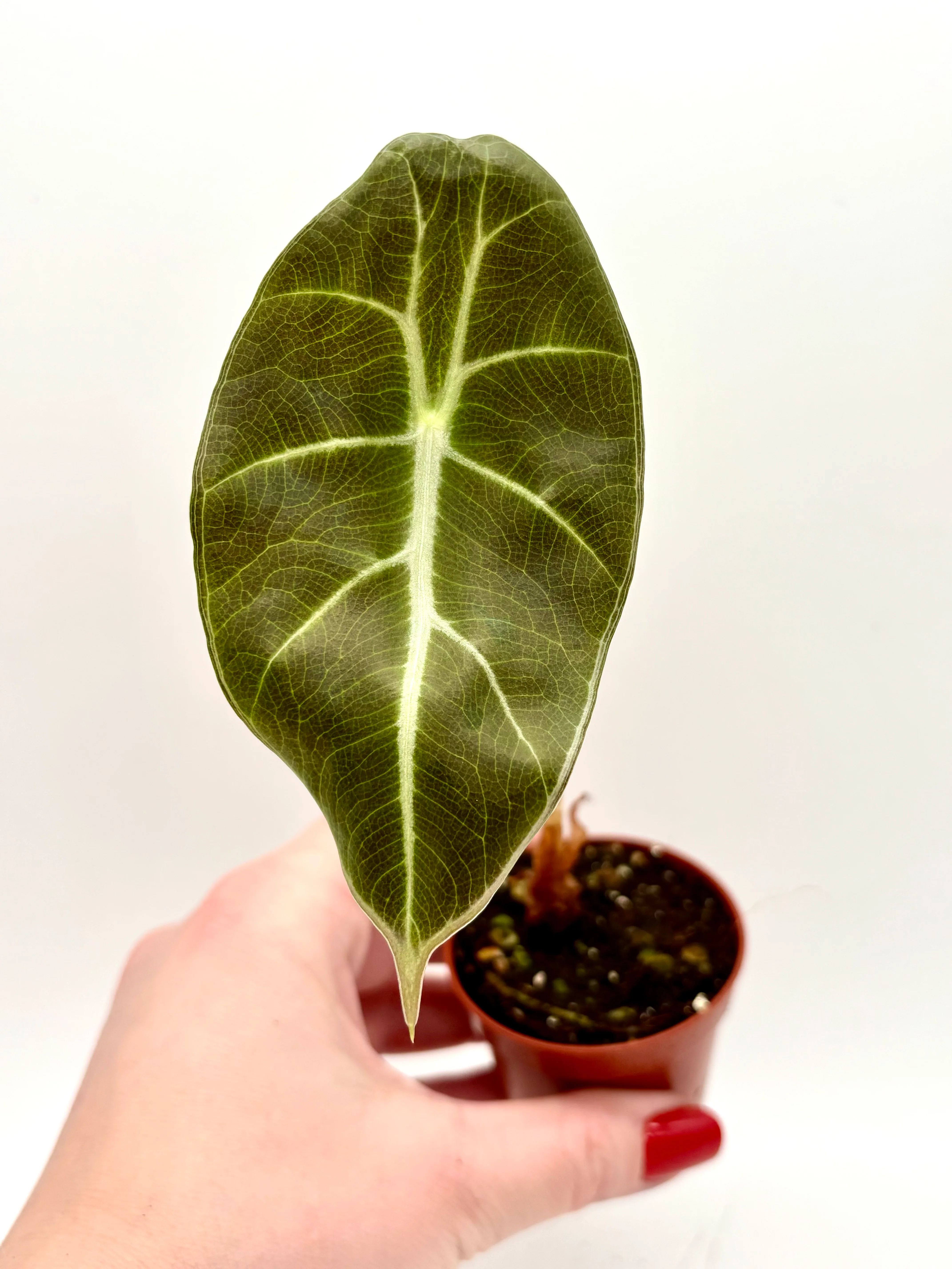 Alocasia Mark Campbell (klein) - Image 2