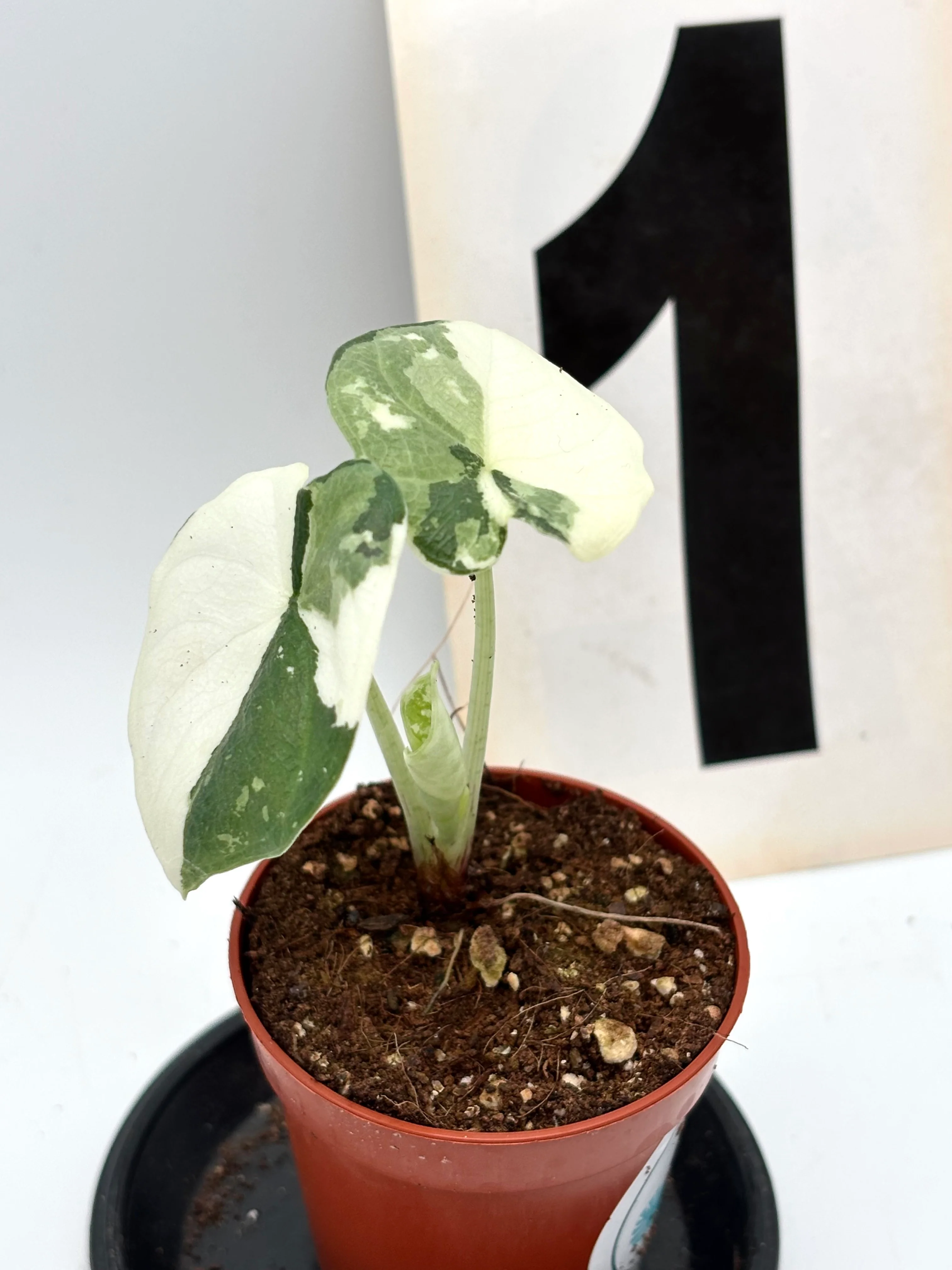 Alocasia Melo Albo Variegata - Image 3