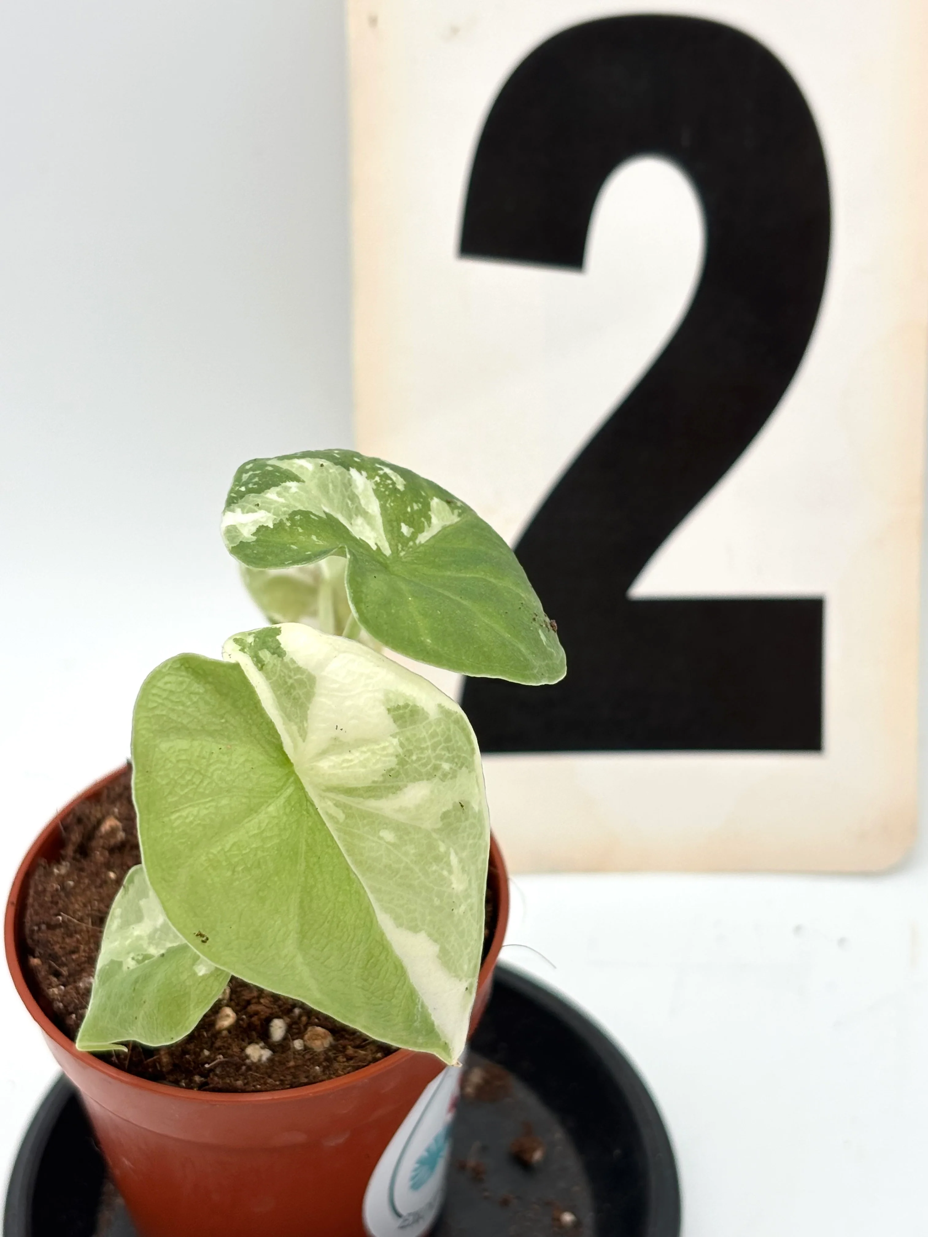 Alocasia Melo Albo Variegata - Image 4