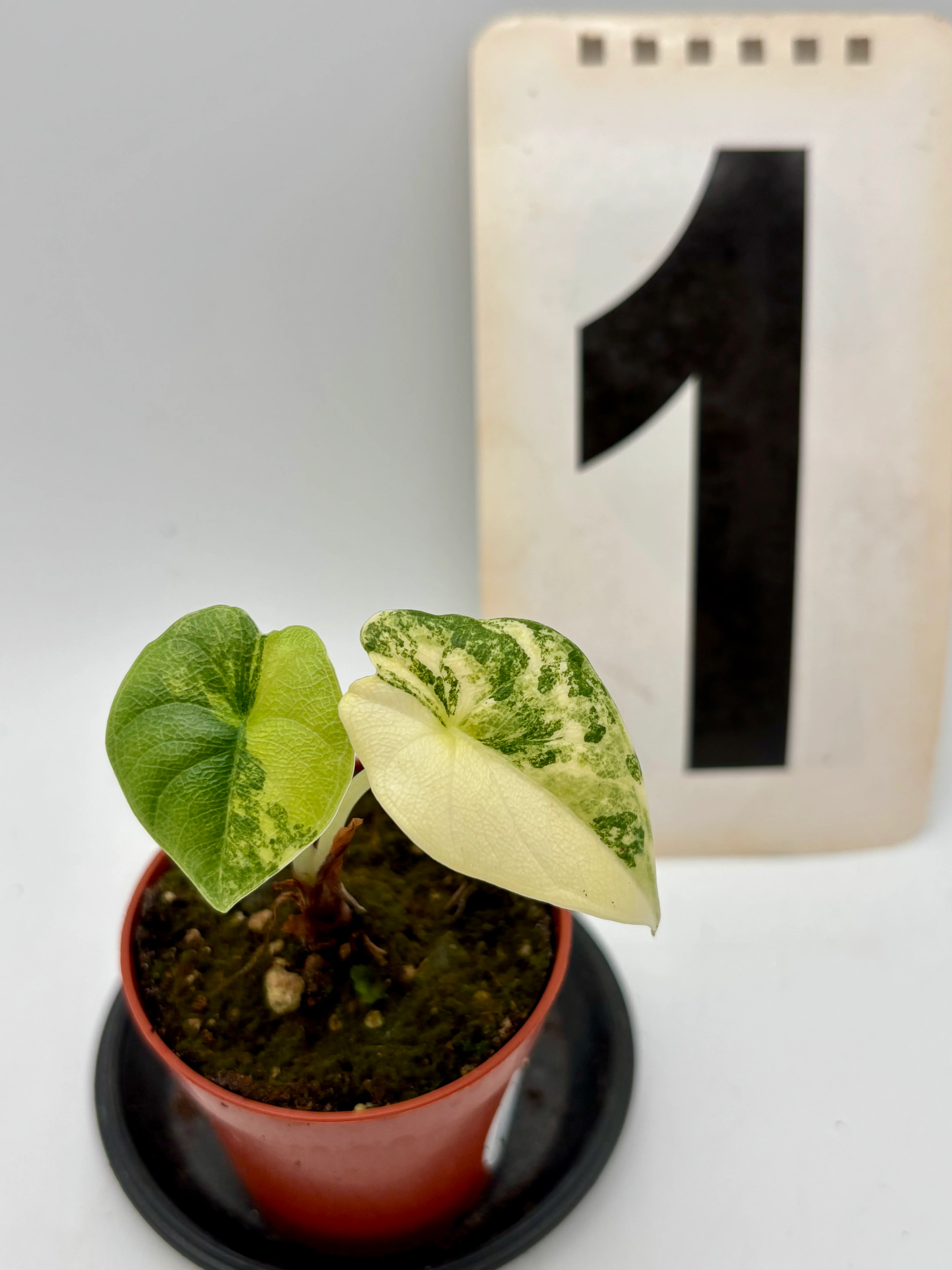 Alocasia Melo Tricolor
