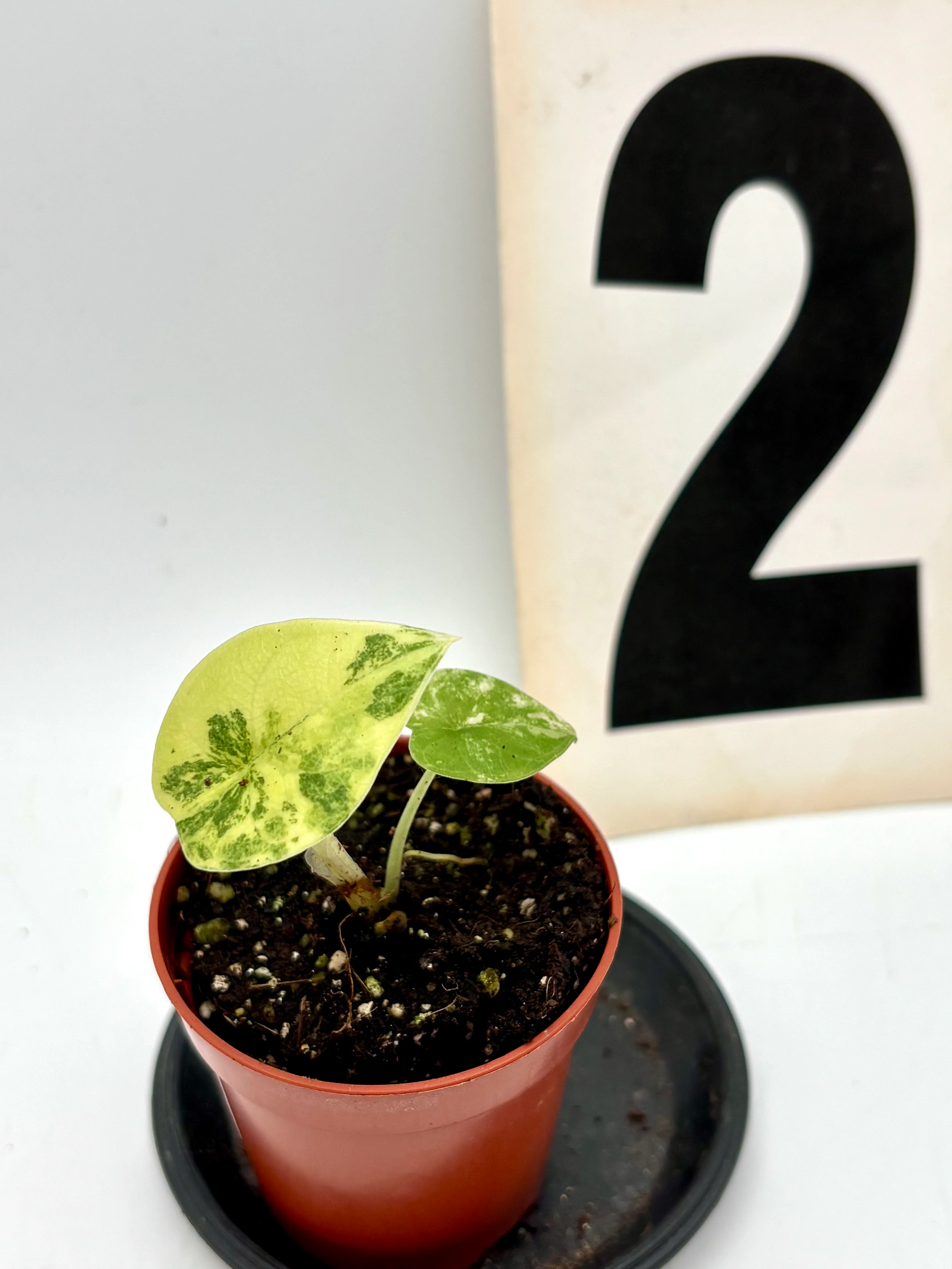 Alocasia Melo Tricolor - Image 2