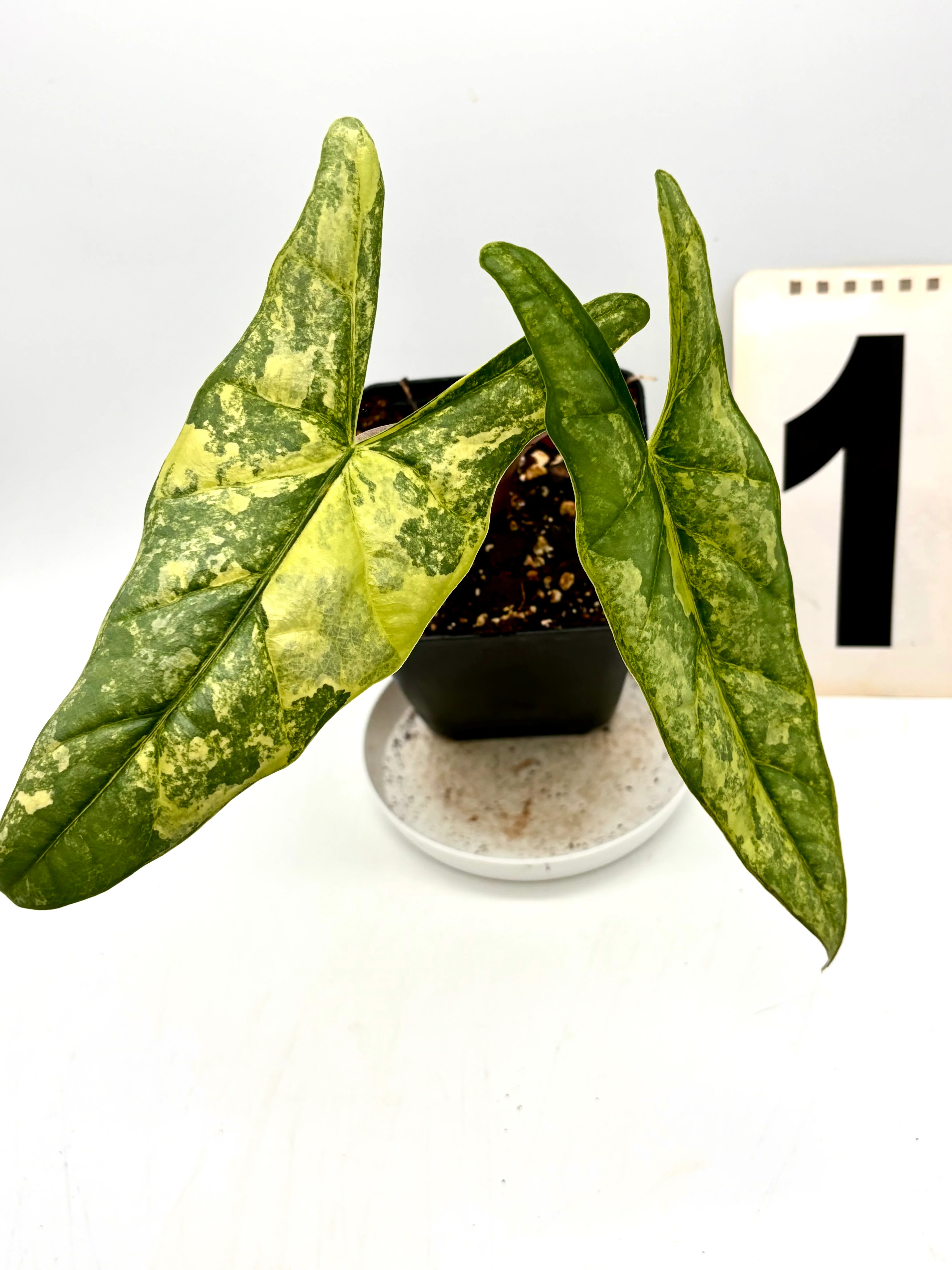 Alocasia Metallic Blue Aurea Variegata
