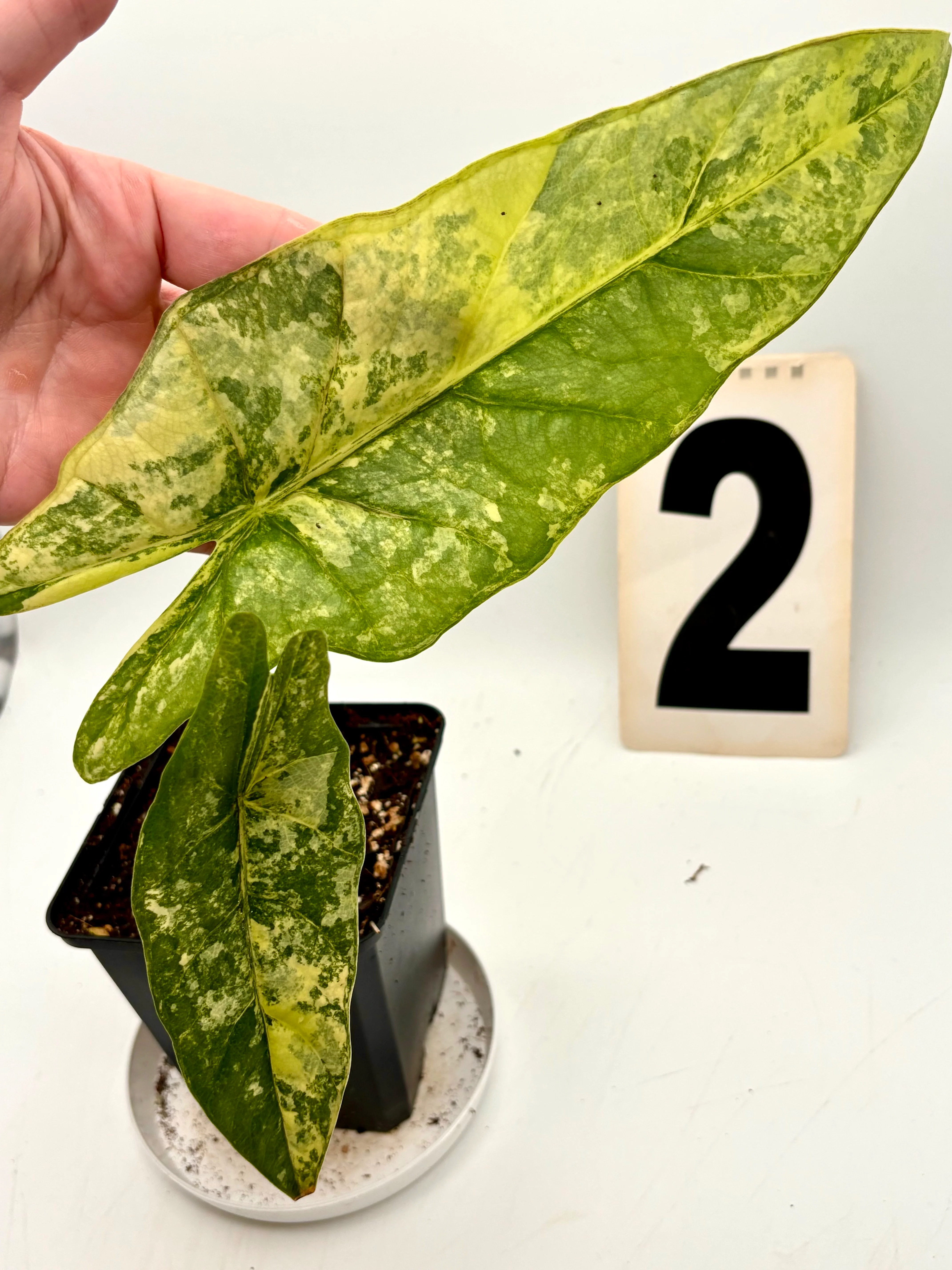 Alocasia Metallic Blue Aurea Variegata - Image 2