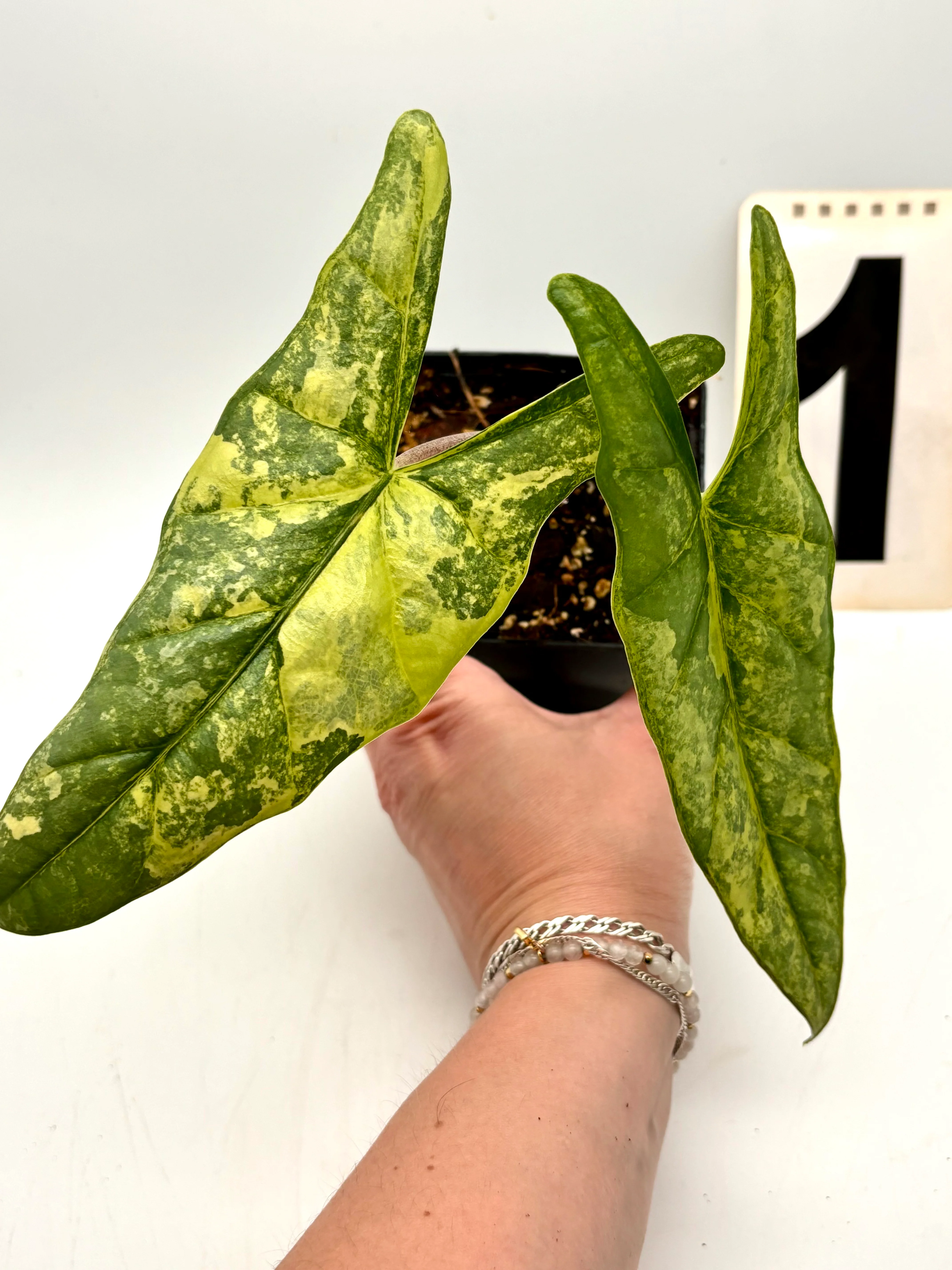 Alocasia Metallic Blue Aurea Variegata - Image 3