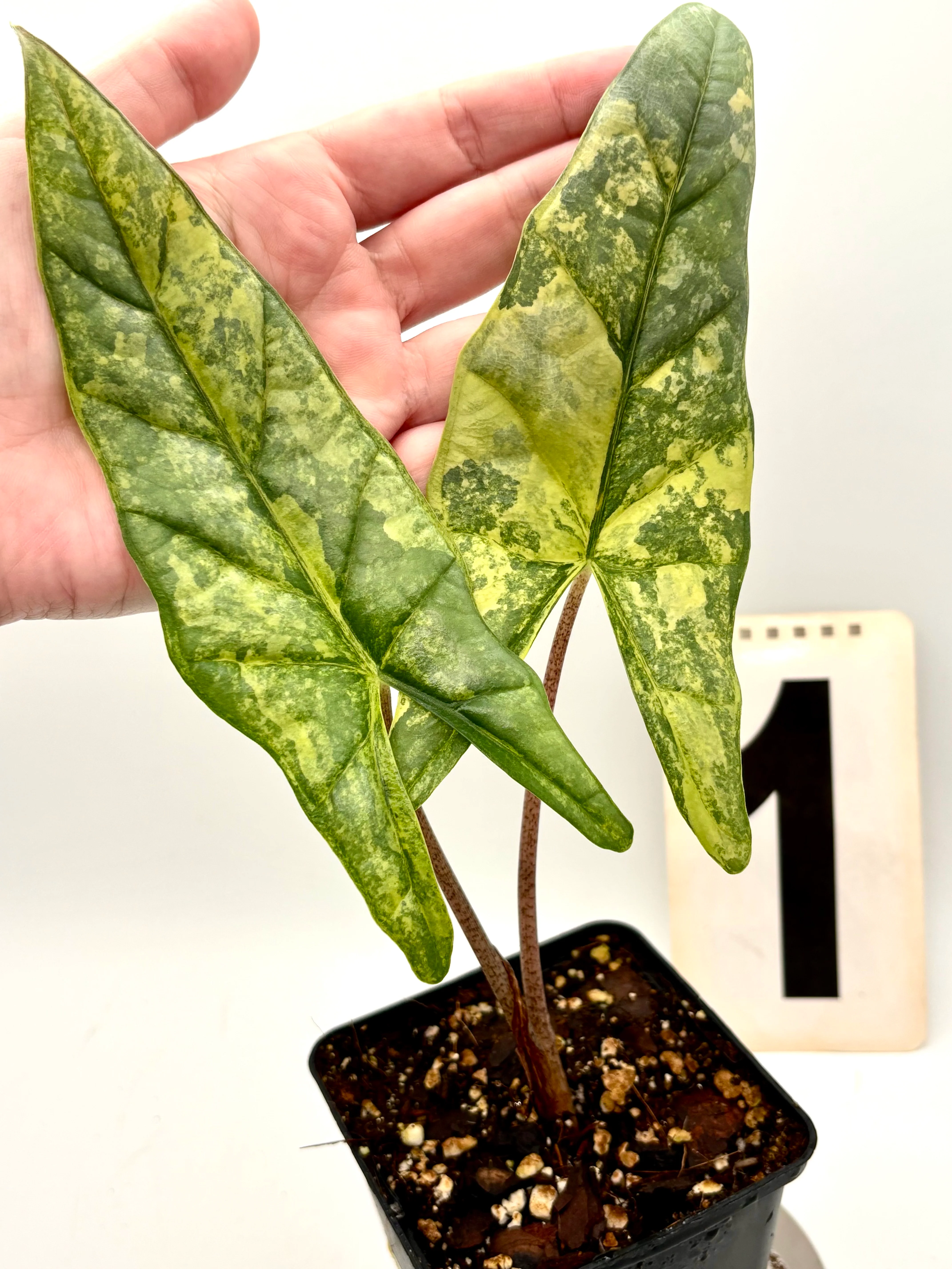 Alocasia Metallic Blue Aurea Variegata - Image 4