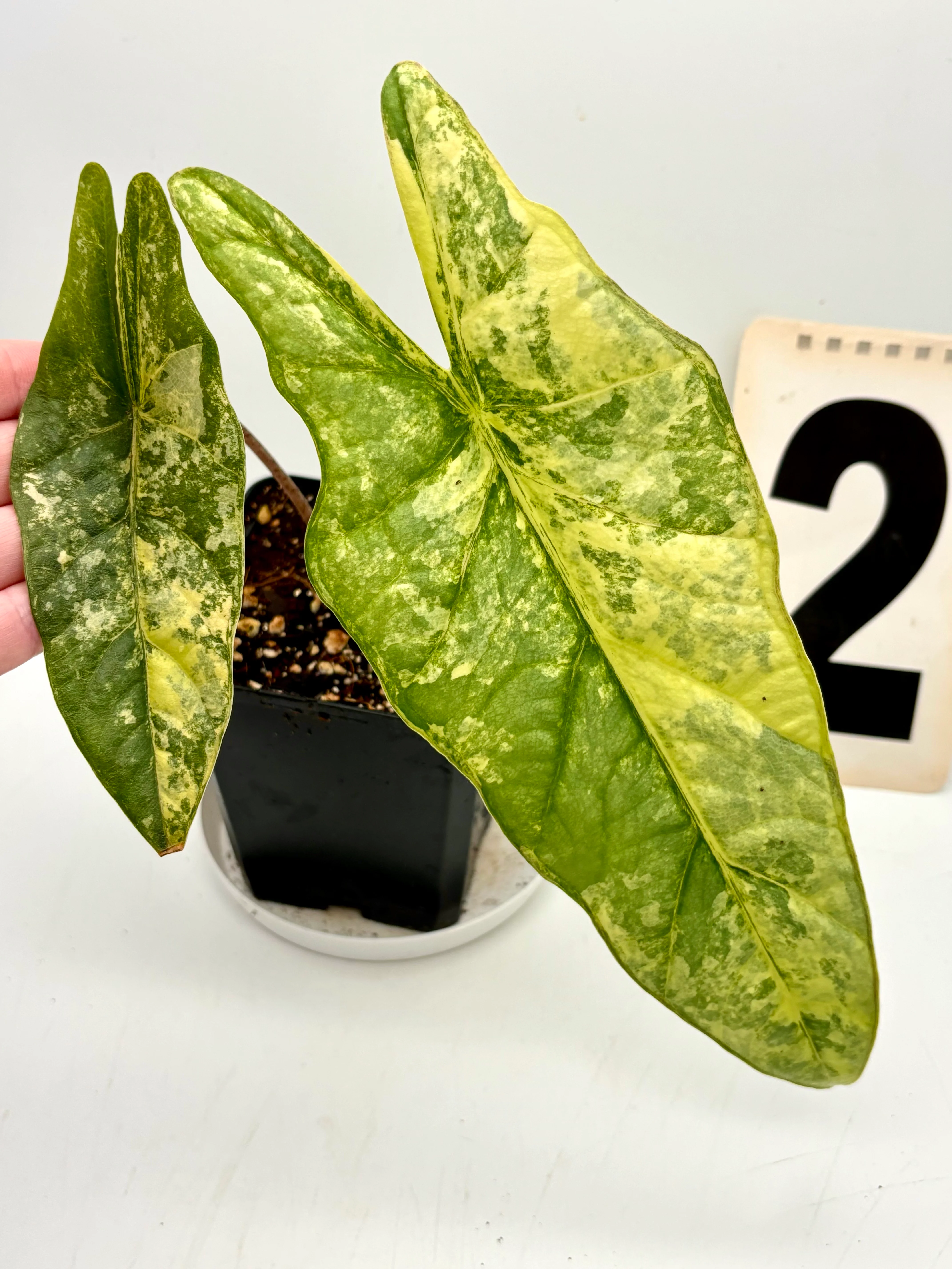 Alocasia Metallic Blue Aurea Variegata - Image 5