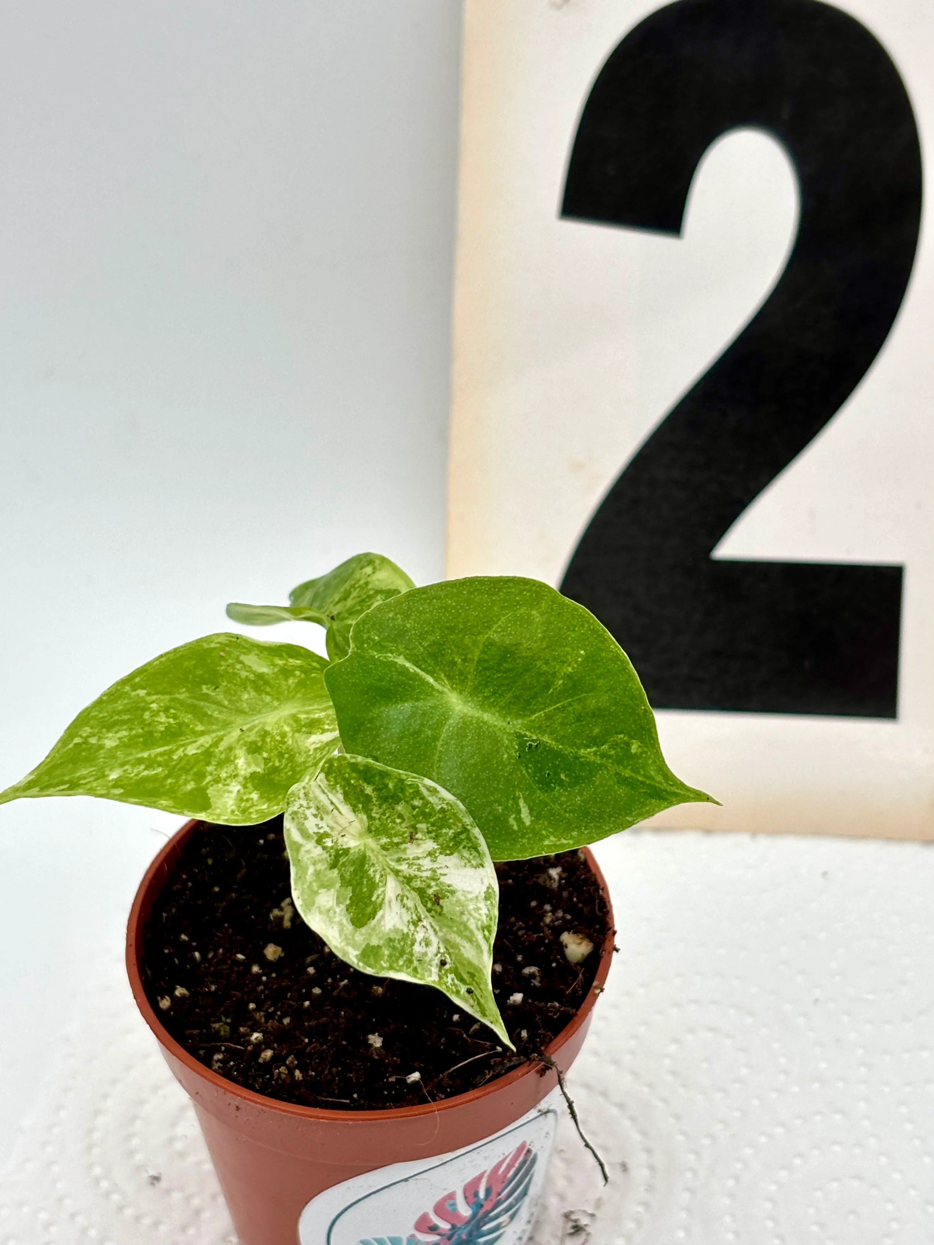Alocasia Nairobi Night Variegata - Image 2