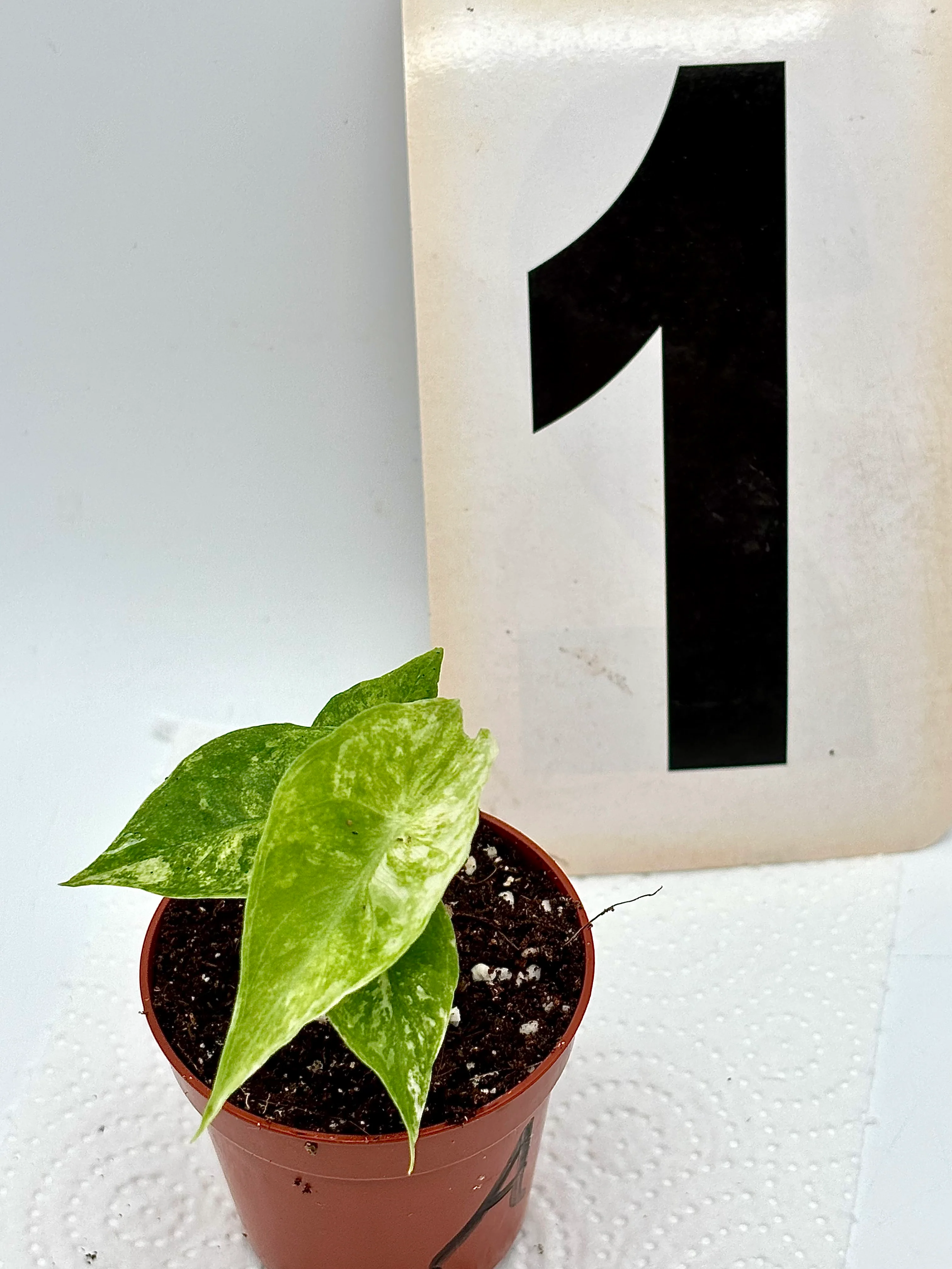 Alocasia Nairobi Night Variegata - Image 3