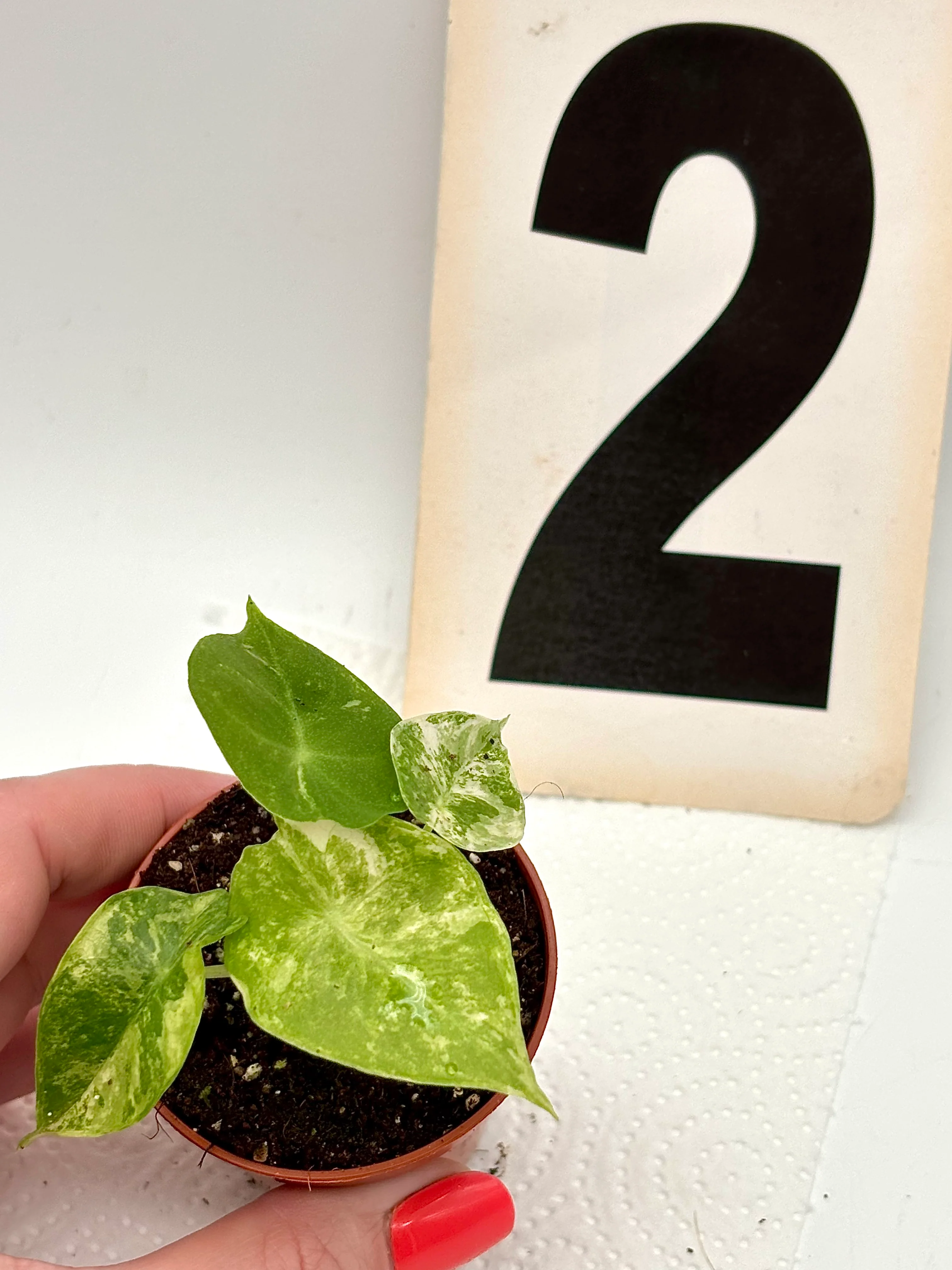 Alocasia Nairobi Night Variegata - Image 4