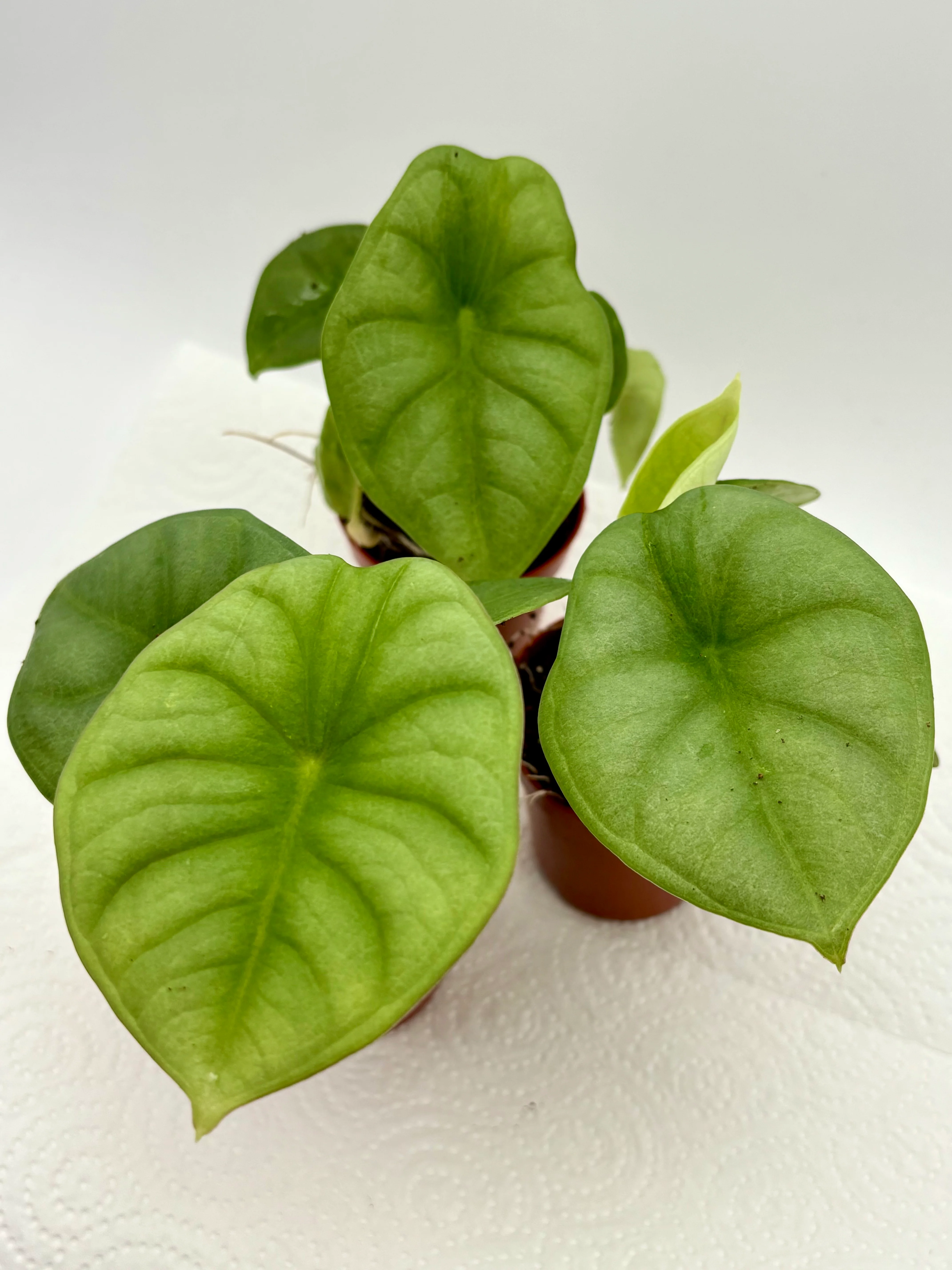 Alocasia Nebula