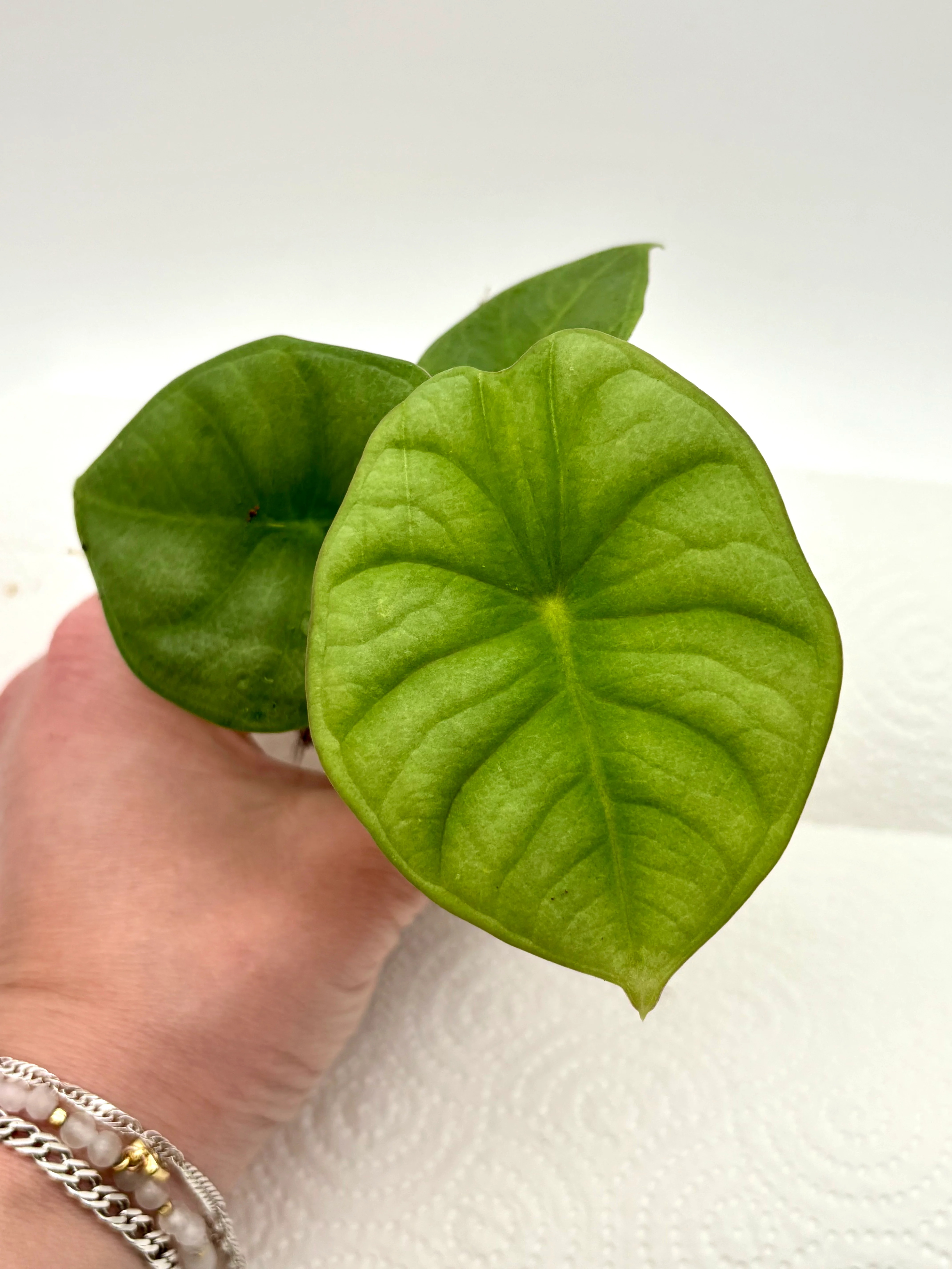 Alocasia Nebula - Image 2