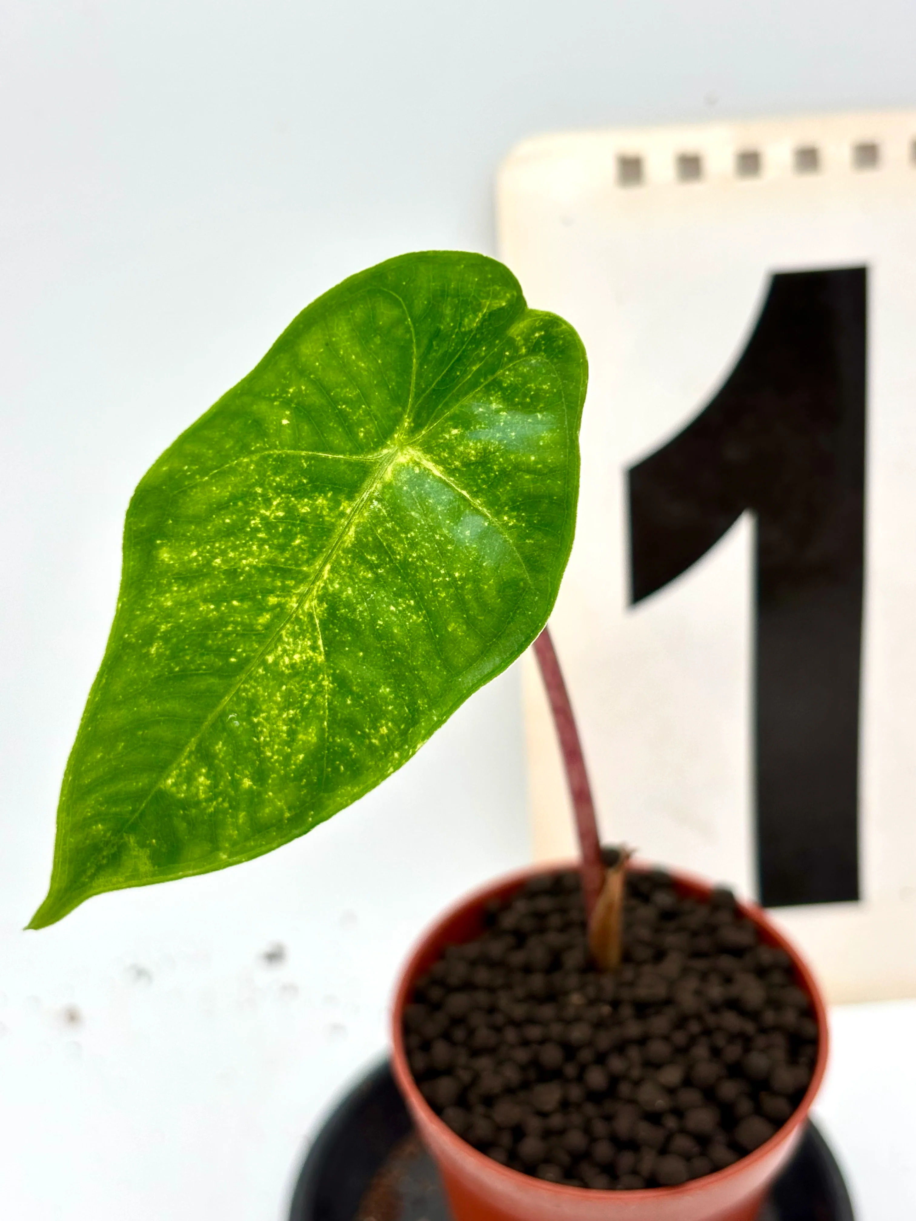 Alocasia New Guinea Gold - Image 2