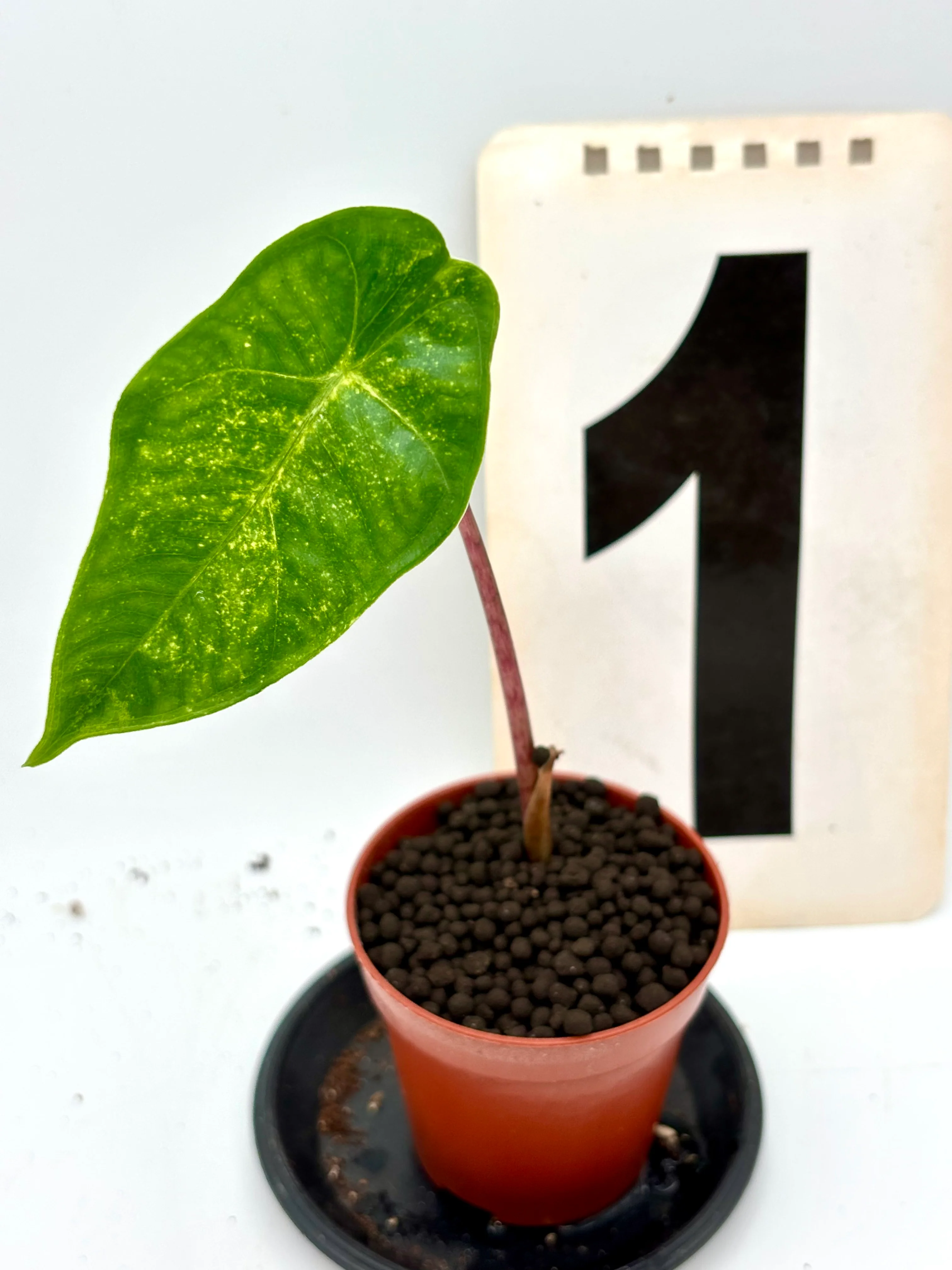 Alocasia New Guinea Gold - Image 3