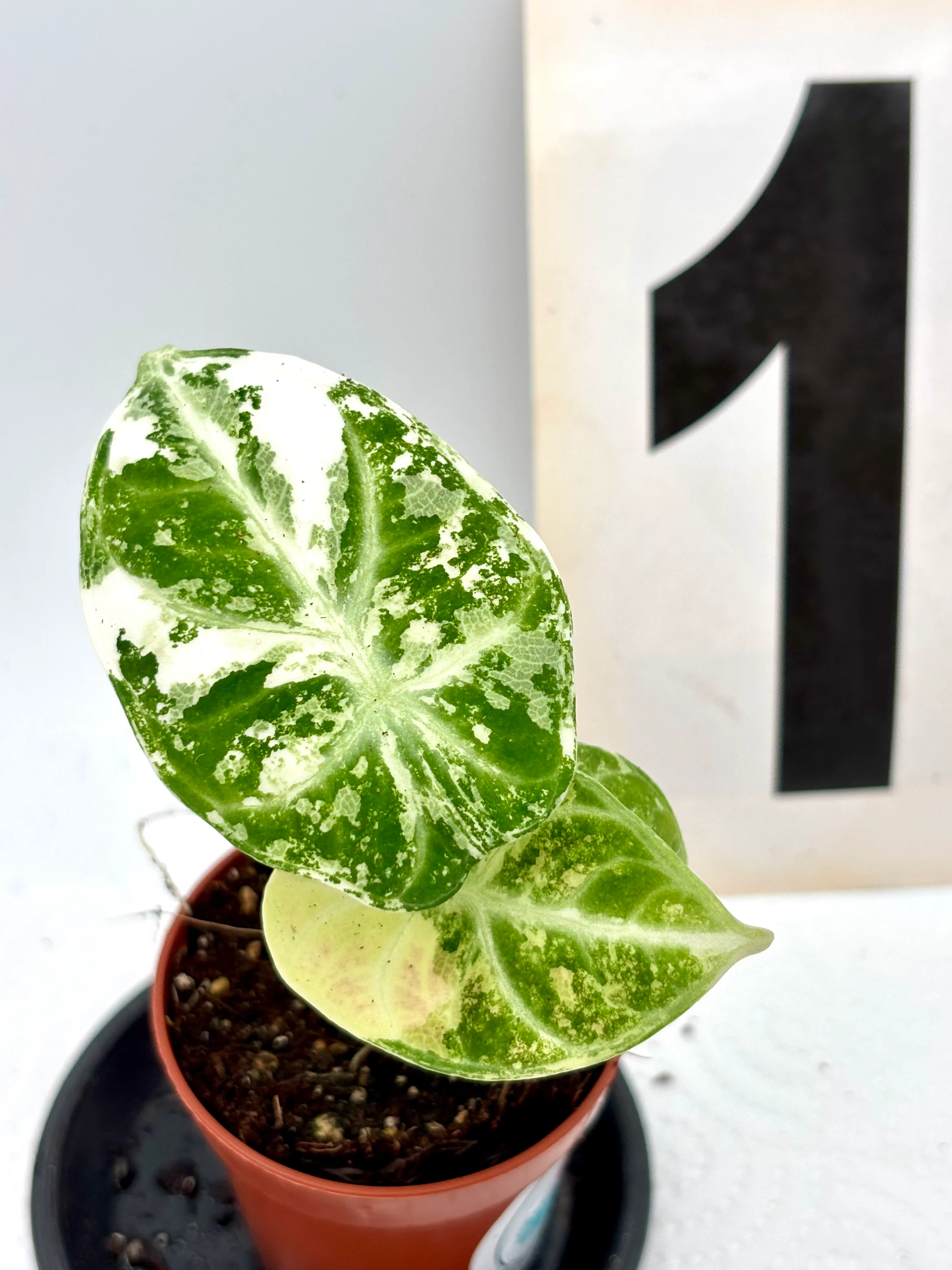 Alocasia Ninja Albo