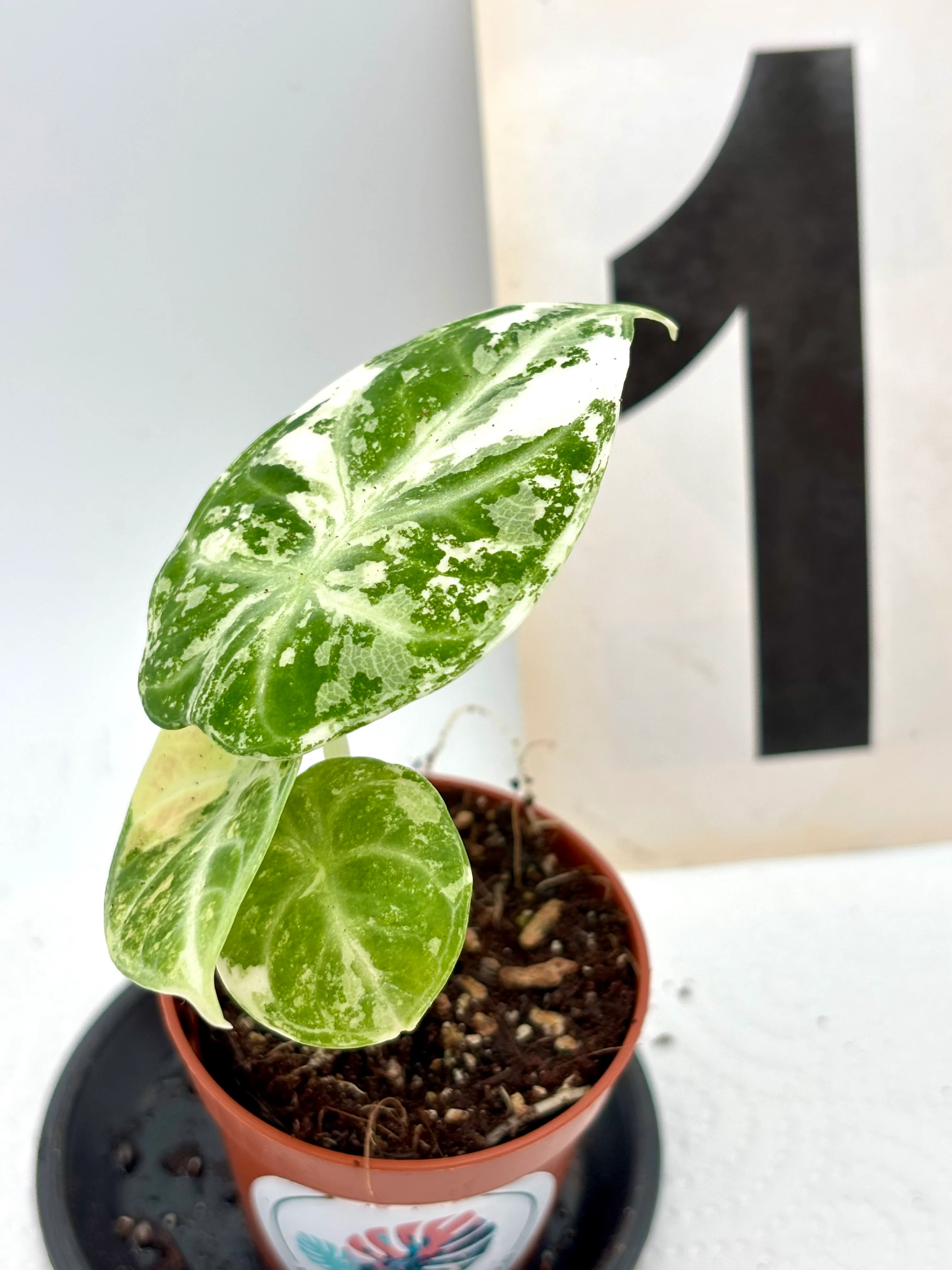 Alocasia Ninja Albo - Image 2