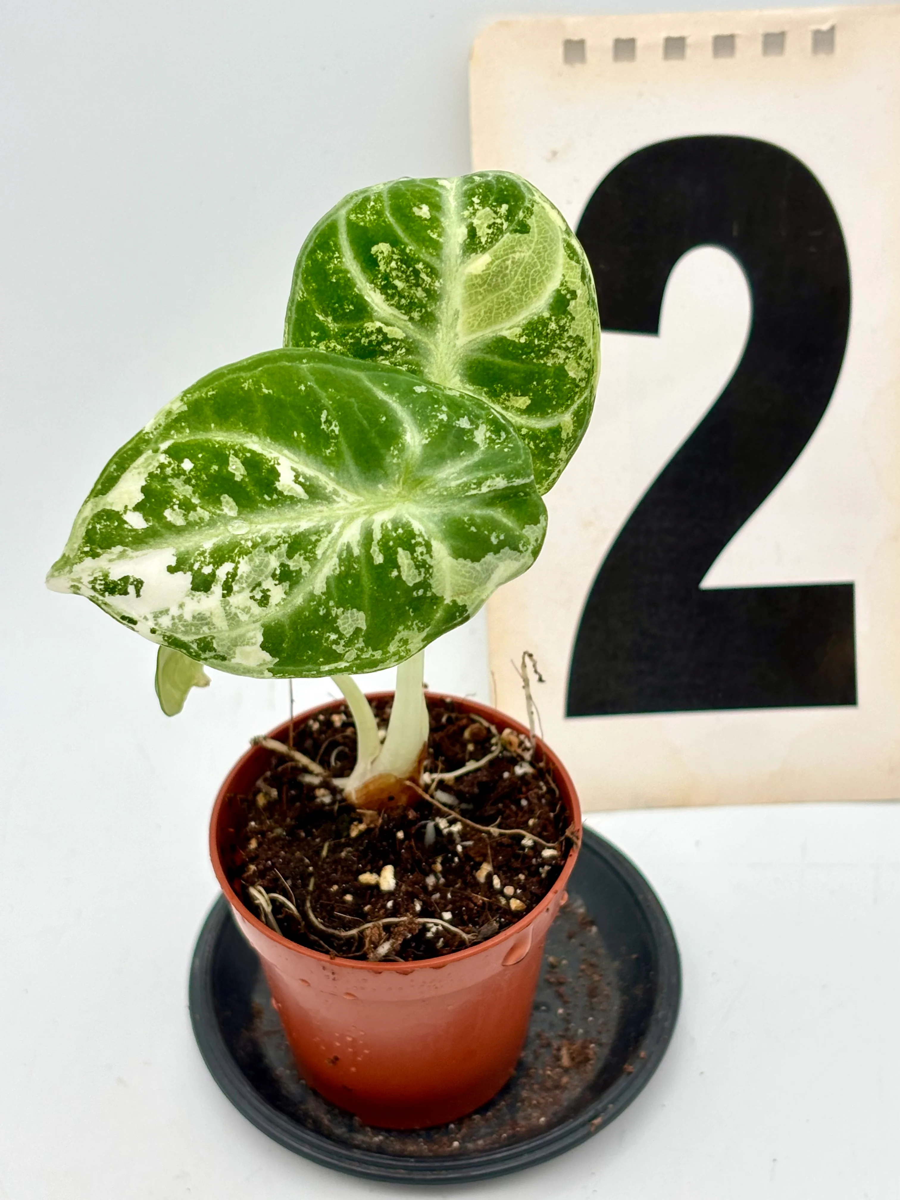 Alocasia Ninja Albo - Image 3