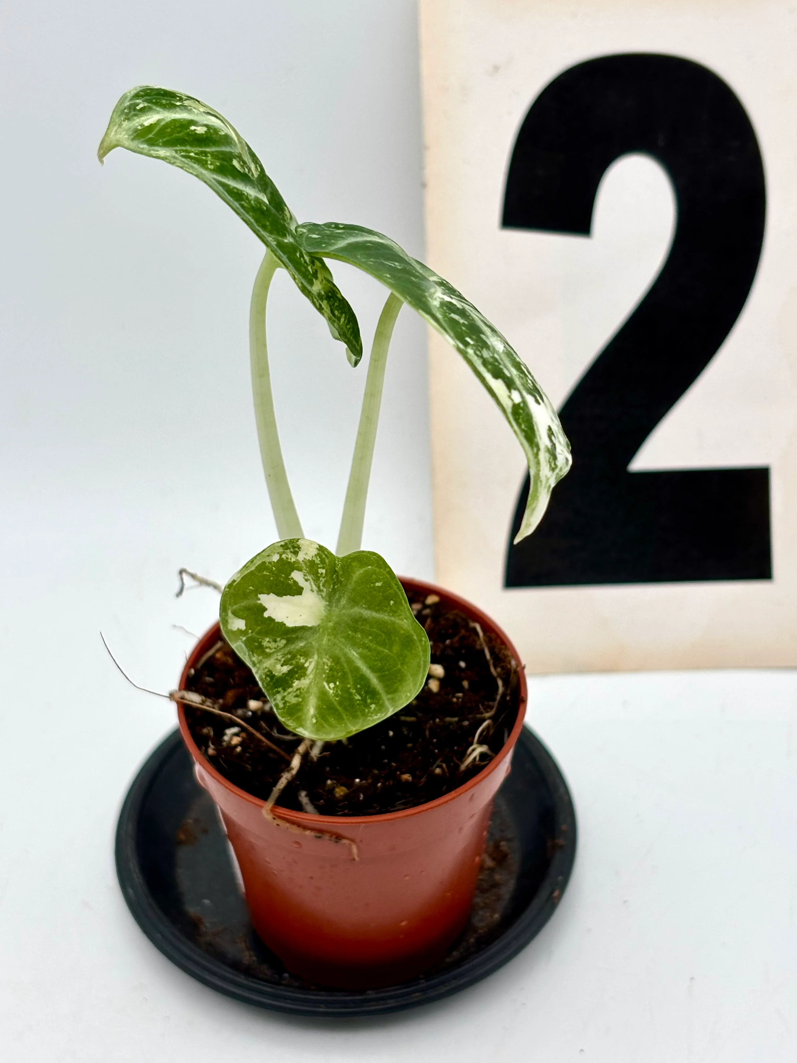 Alocasia Ninja Albo - Image 4