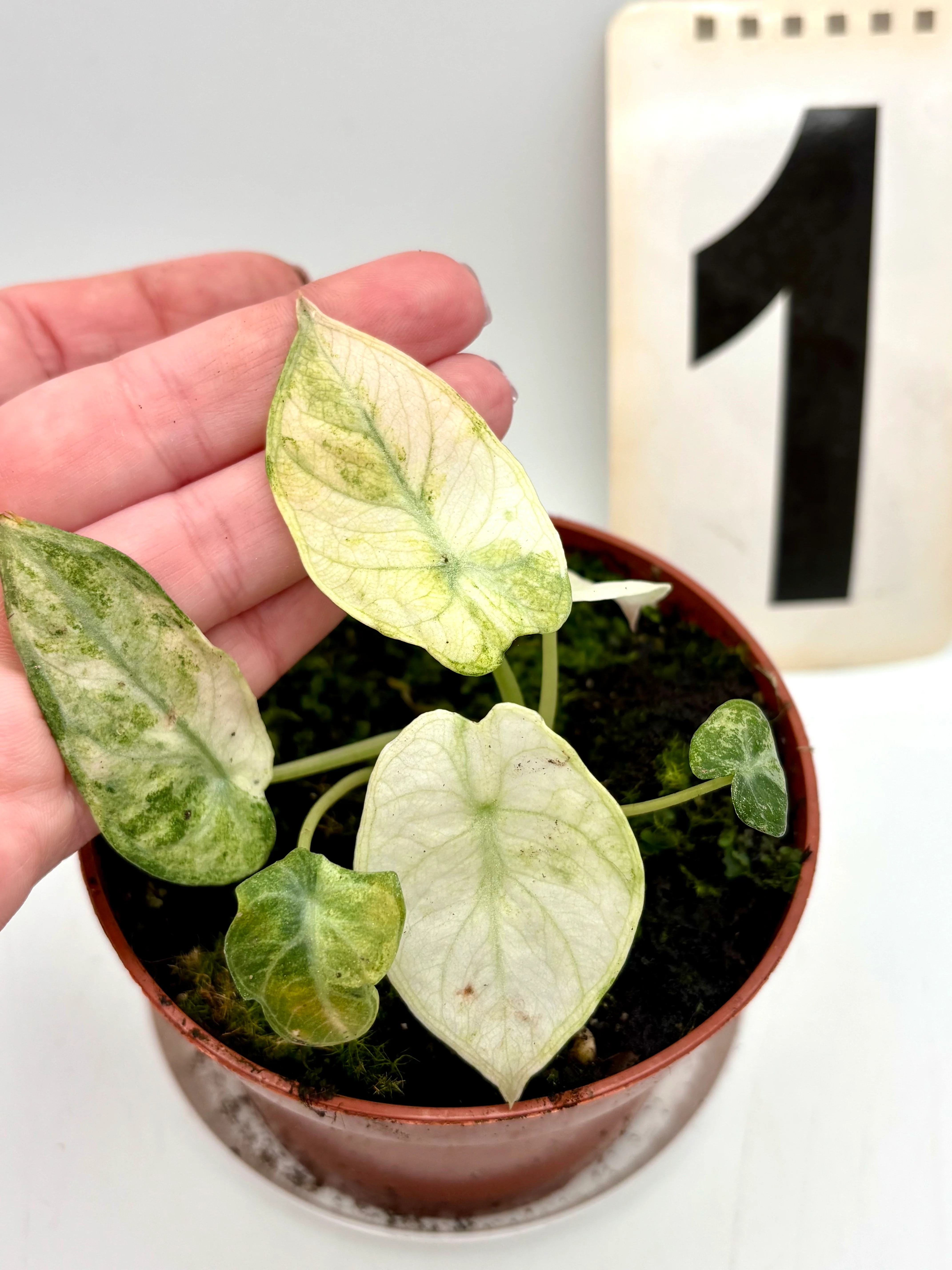 Alocasia Ninja Tricolor Variegata