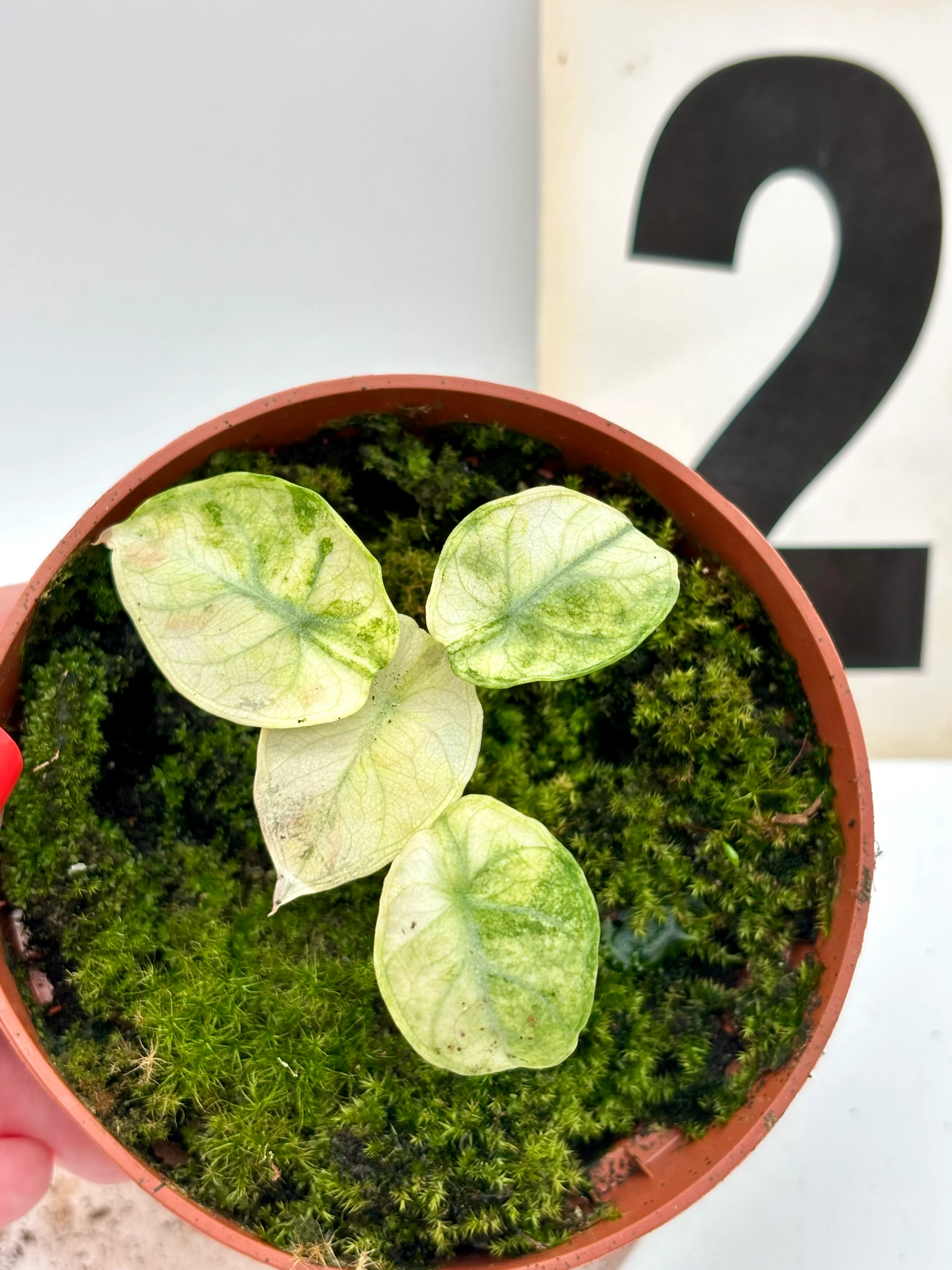 Alocasia Ninja Tricolor Variegata - Image 2