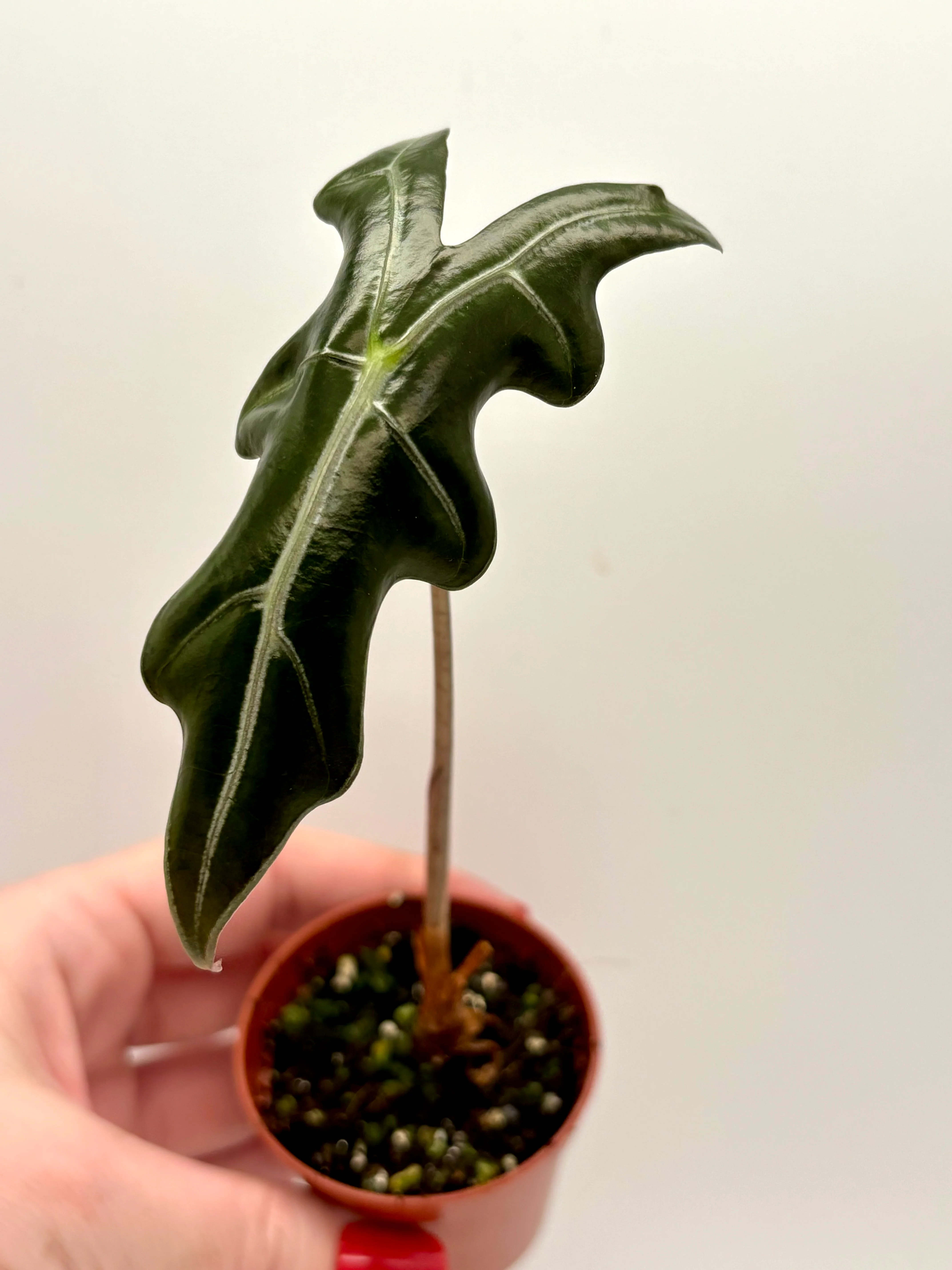 Alocasia Nobilis