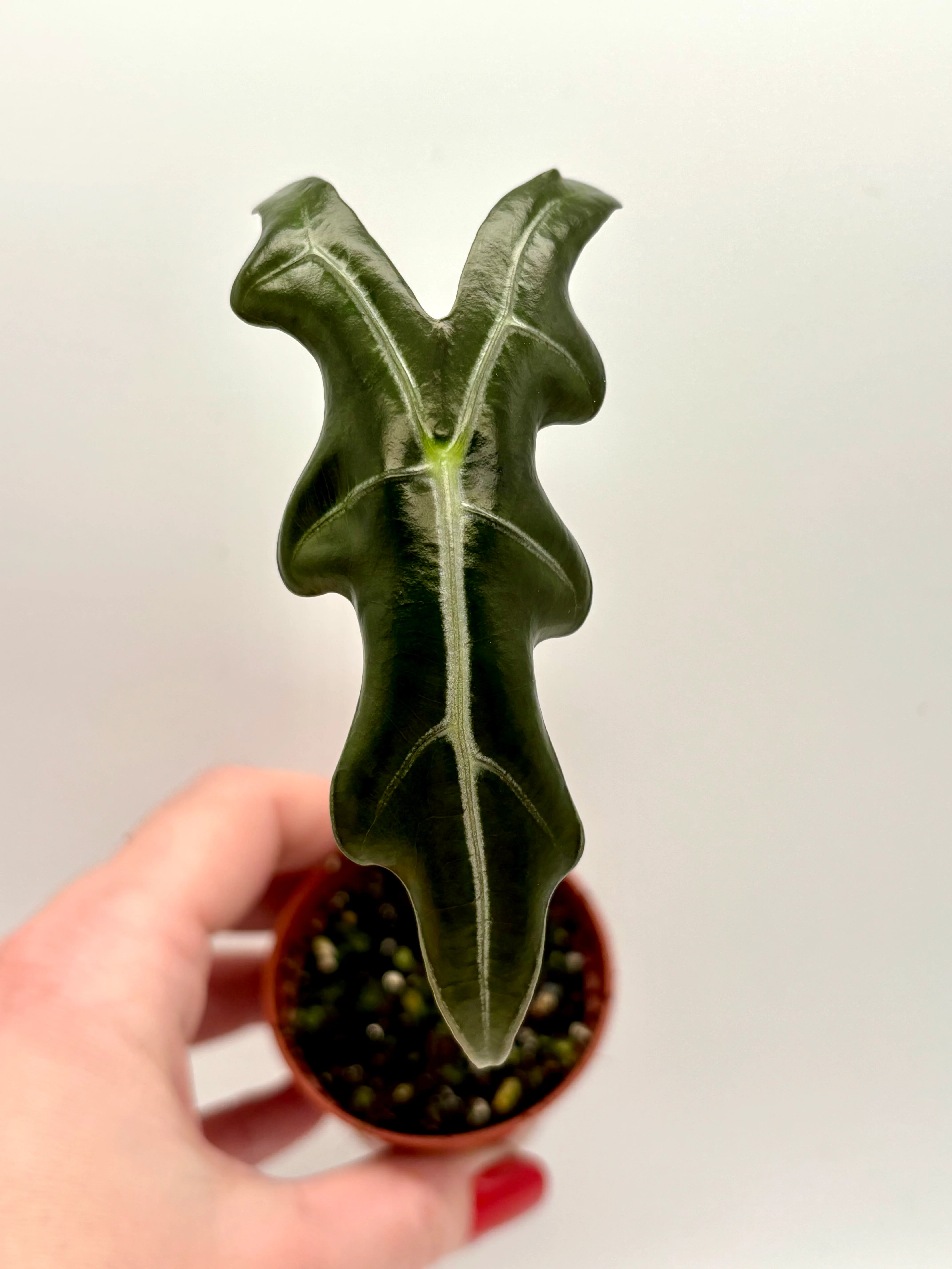 Alocasia Nobilis - Image 2