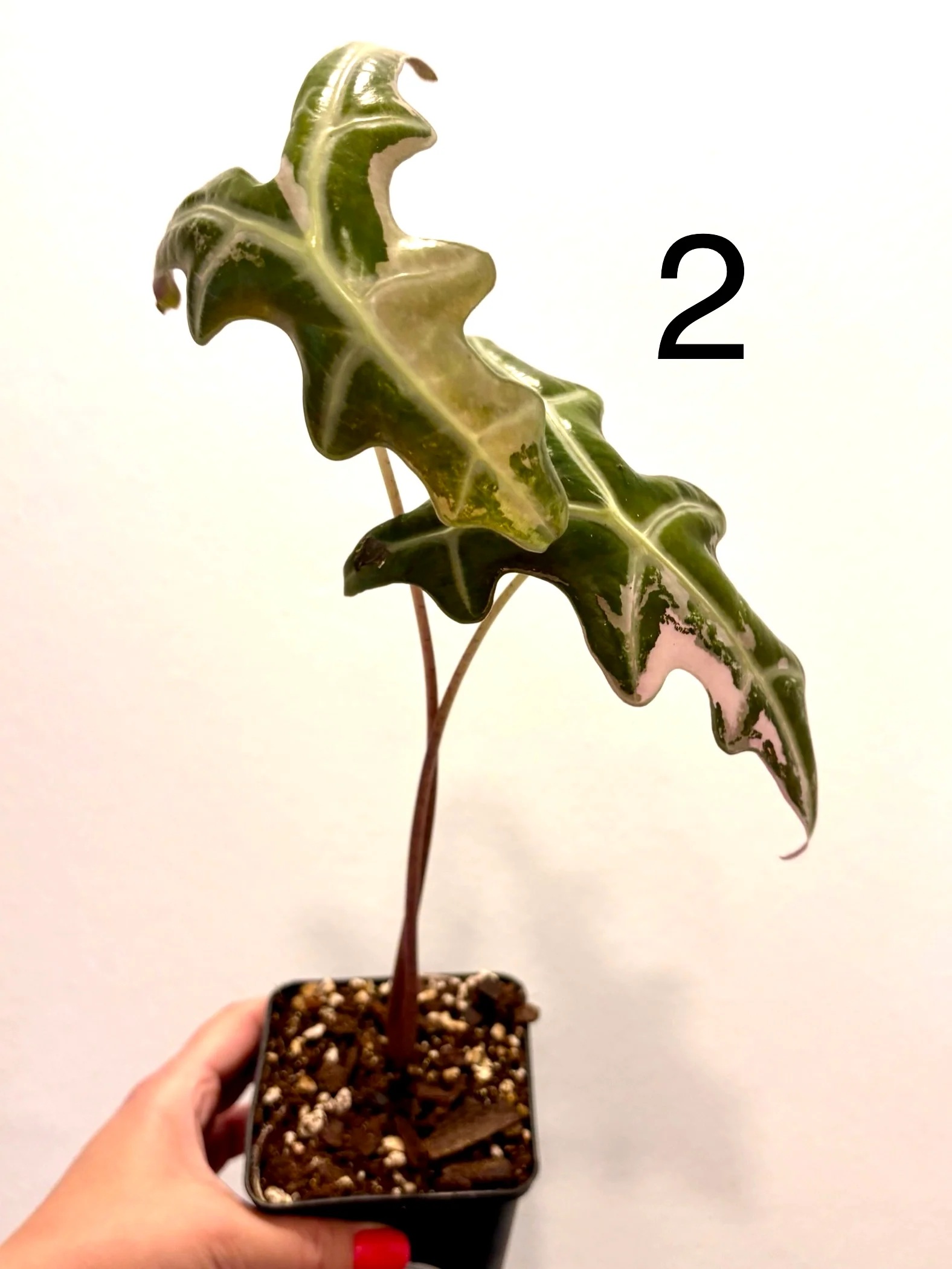 Alocasia Nobilis Variegata - Image 10